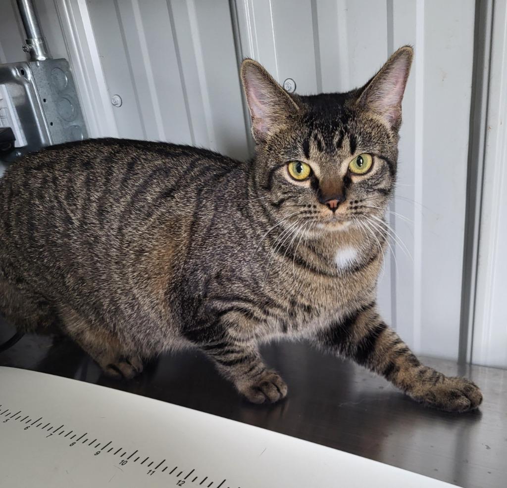 Gibby, Adoptable, Adult Male Domestic Short Hair.