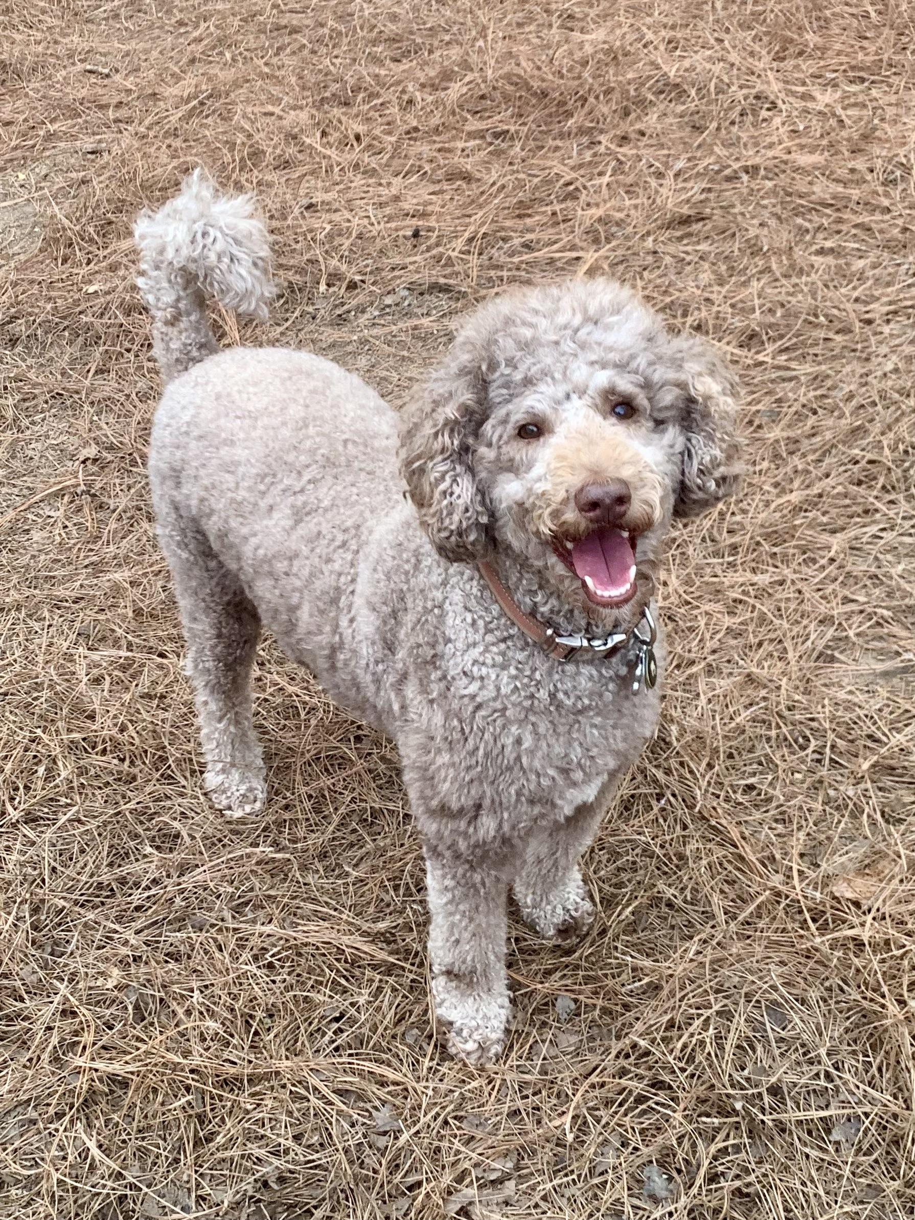 Enlarge Eddie, a ADOPTABLE Standard Poodle in Richmond, VA image 2/3