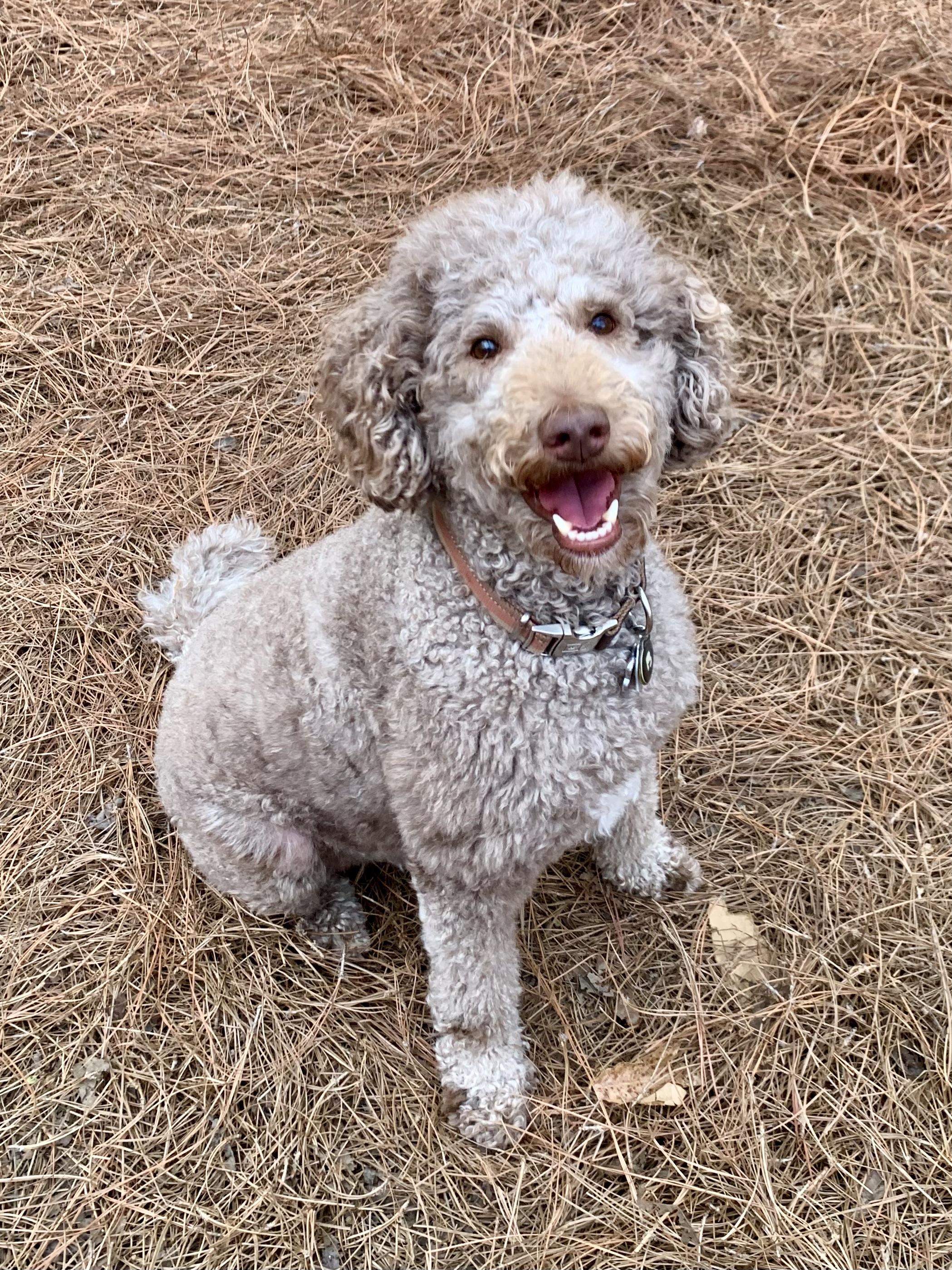 Eddie, ADOPTABLE, Adult Male Standard Poodle.