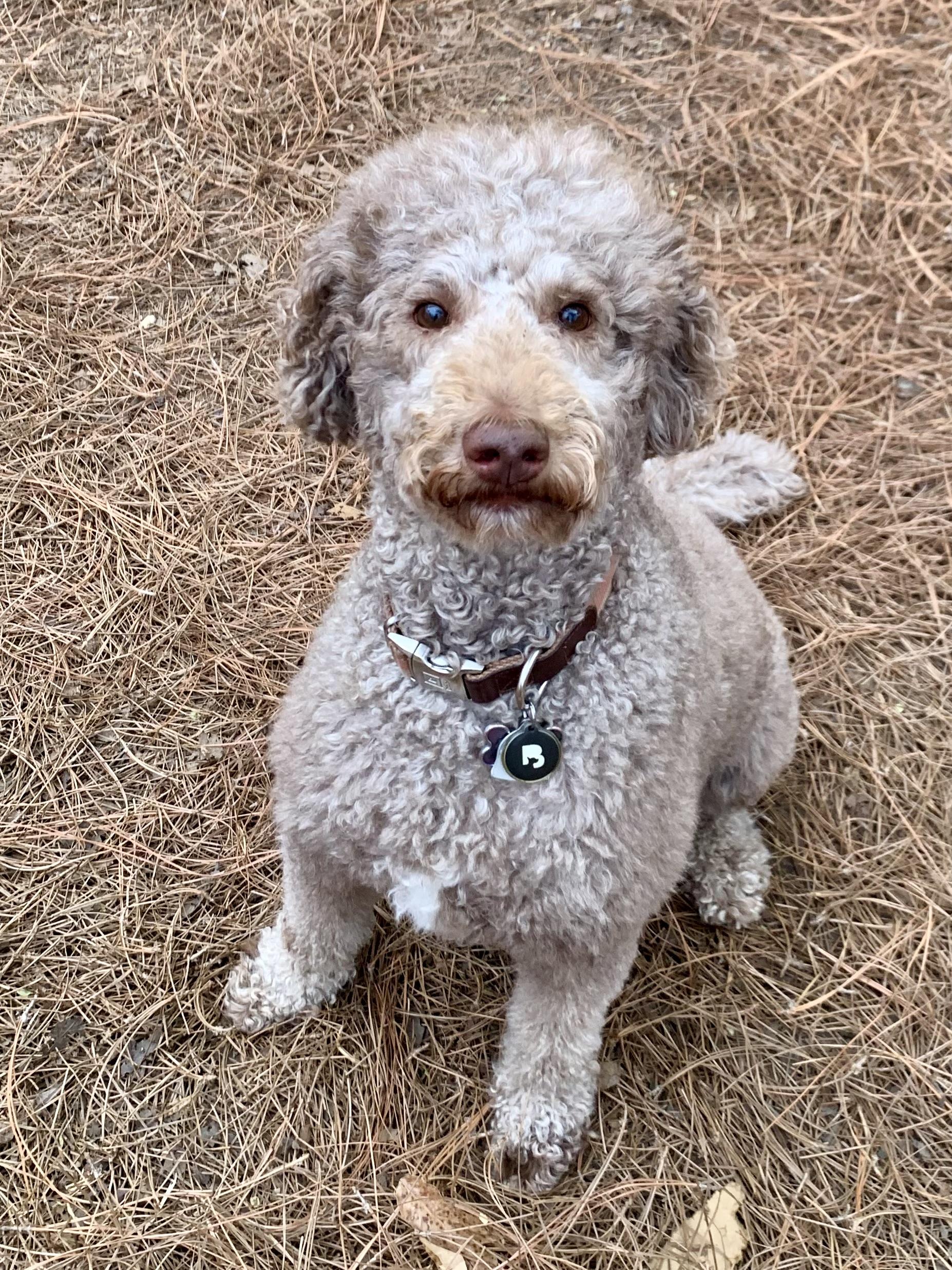 Enlarge Eddie, a ADOPTABLE Standard Poodle in Richmond, VA image 3/3