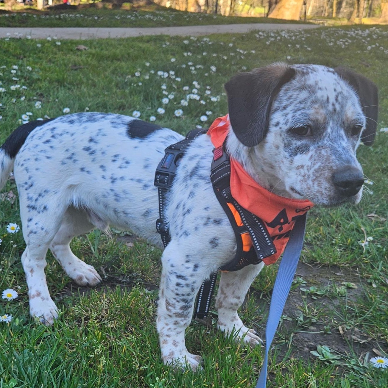Rocky, Adoptable, Puppy Male Cattle Dog.