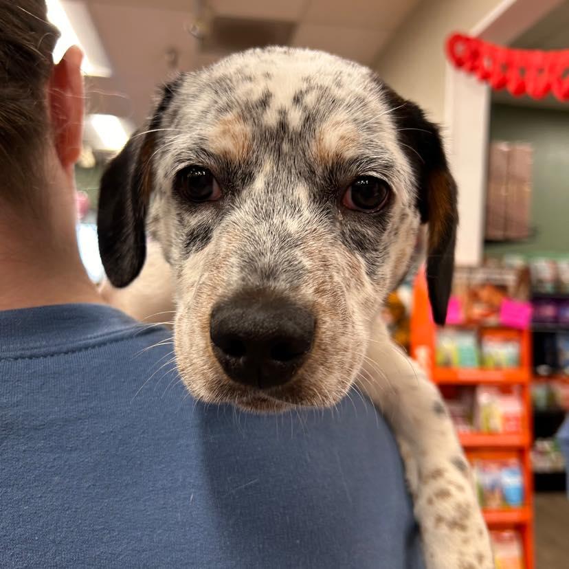 Enlarge Rocky, a Adoptable mixed breed in Salem, OR image 6/6