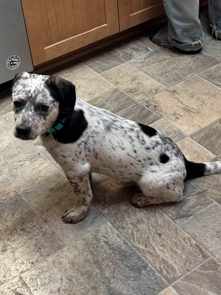 Enlarge Rocky, a Adoptable mixed breed in Salem, OR image 4/4