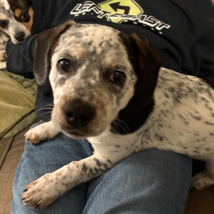 Enlarge Rocky, a Adoptable mixed breed in Salem, OR image 4/6
