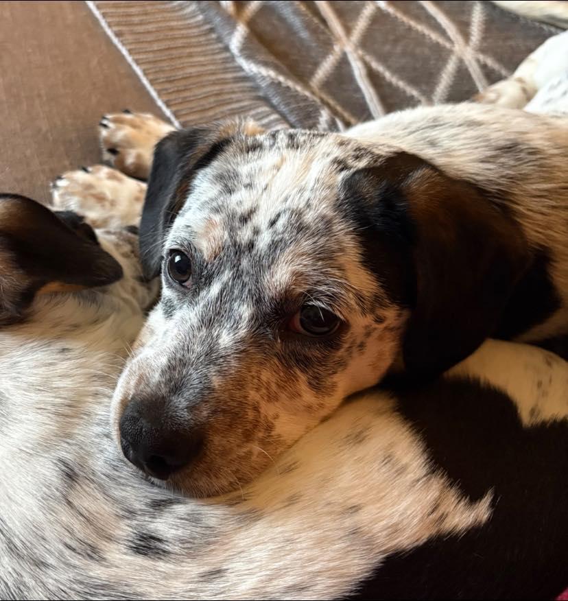 Enlarge Rocky, a Adoptable mixed breed in Salem, OR image 5/6