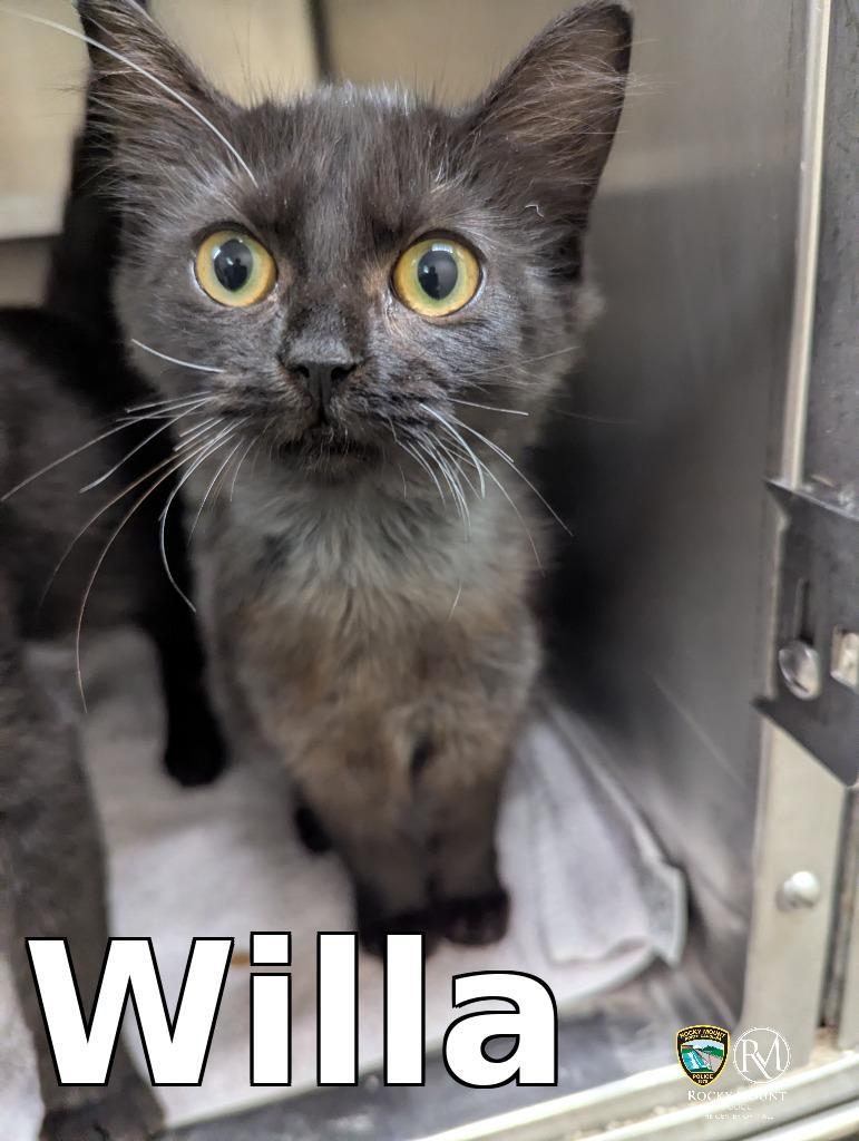 Willa, Adoptable, Kitten Female Domestic Short Hair.