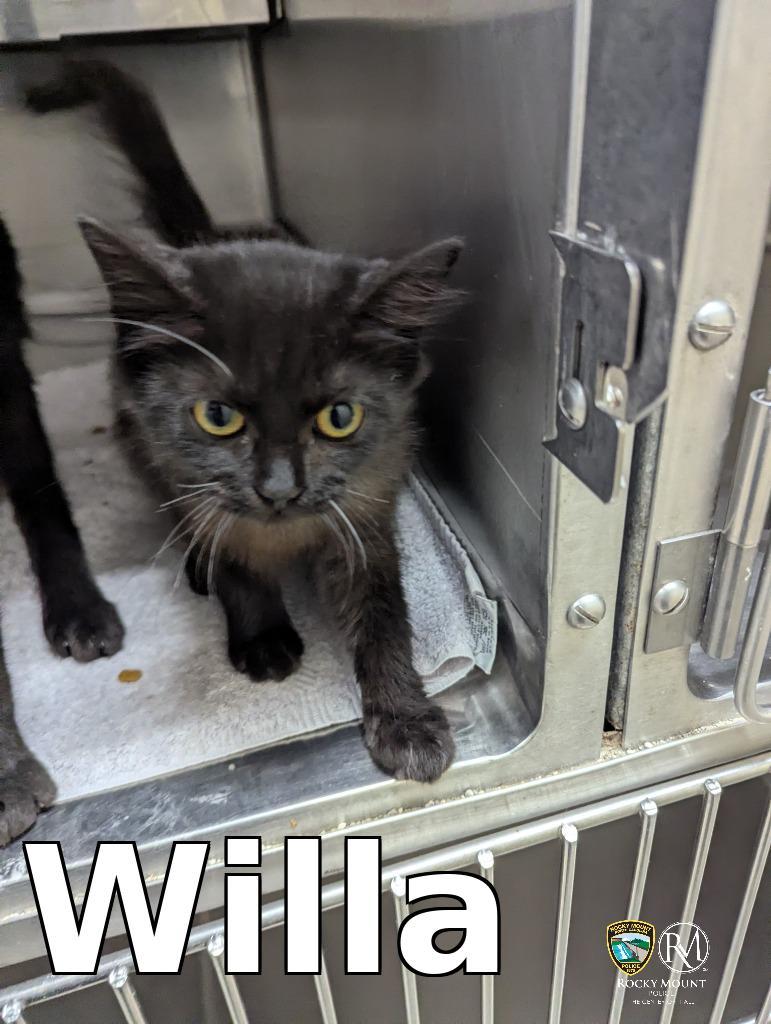 Enlarge Willa, a Adoptable mixed breed in Rocky Mount, NC image 3/3