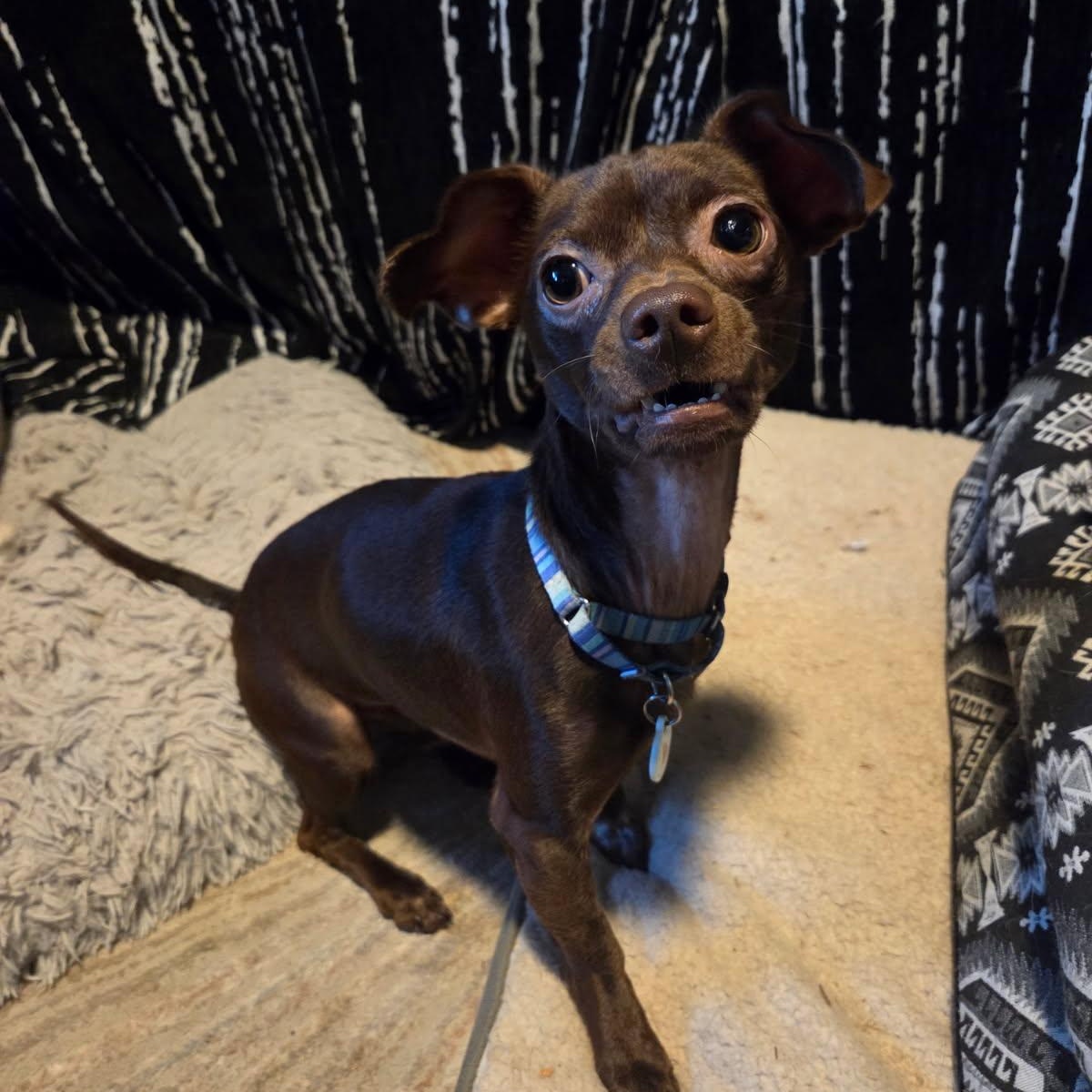 Andy, a Adoptable mixed breed in Phoenix, AZ image 2/5