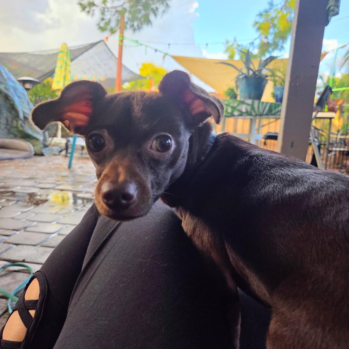 Andy, a Adoptable mixed breed in Phoenix, AZ image 5/5