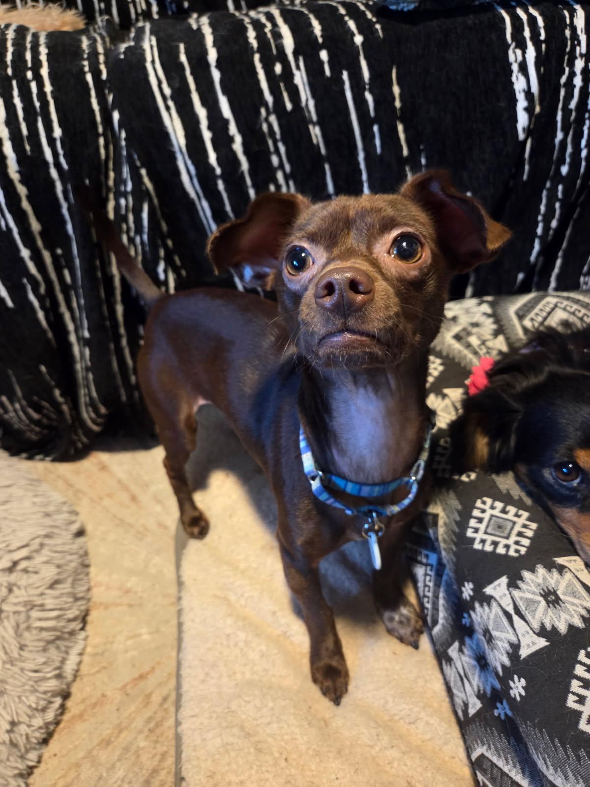 Andy, a Adoptable mixed breed in Phoenix, AZ image 3/5