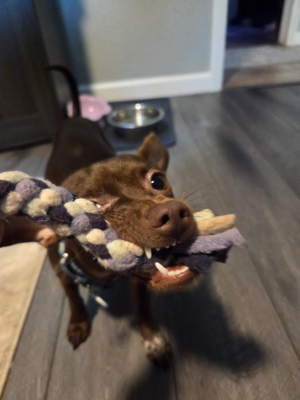 Andy, a Adoptable mixed breed in Phoenix, AZ image 4/5