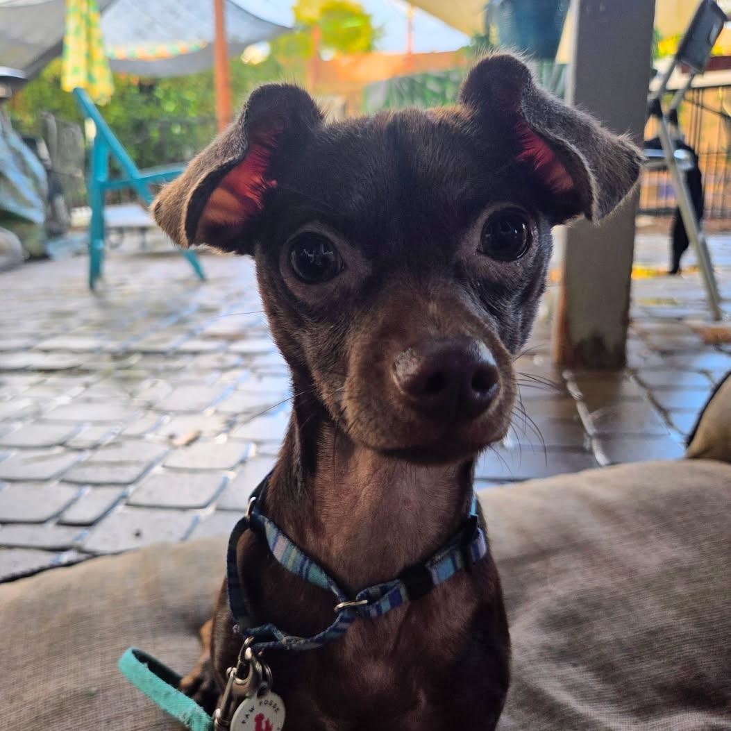 Andy, a Adoptable mixed breed in Phoenix, AZ image 1/5