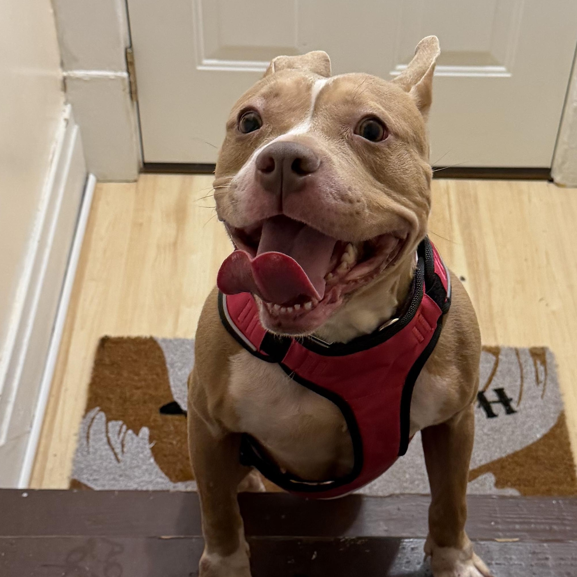 Enlarge Alphie <courtesy post>, an adoptable mixed breed in Buffalo, NY image 4/6