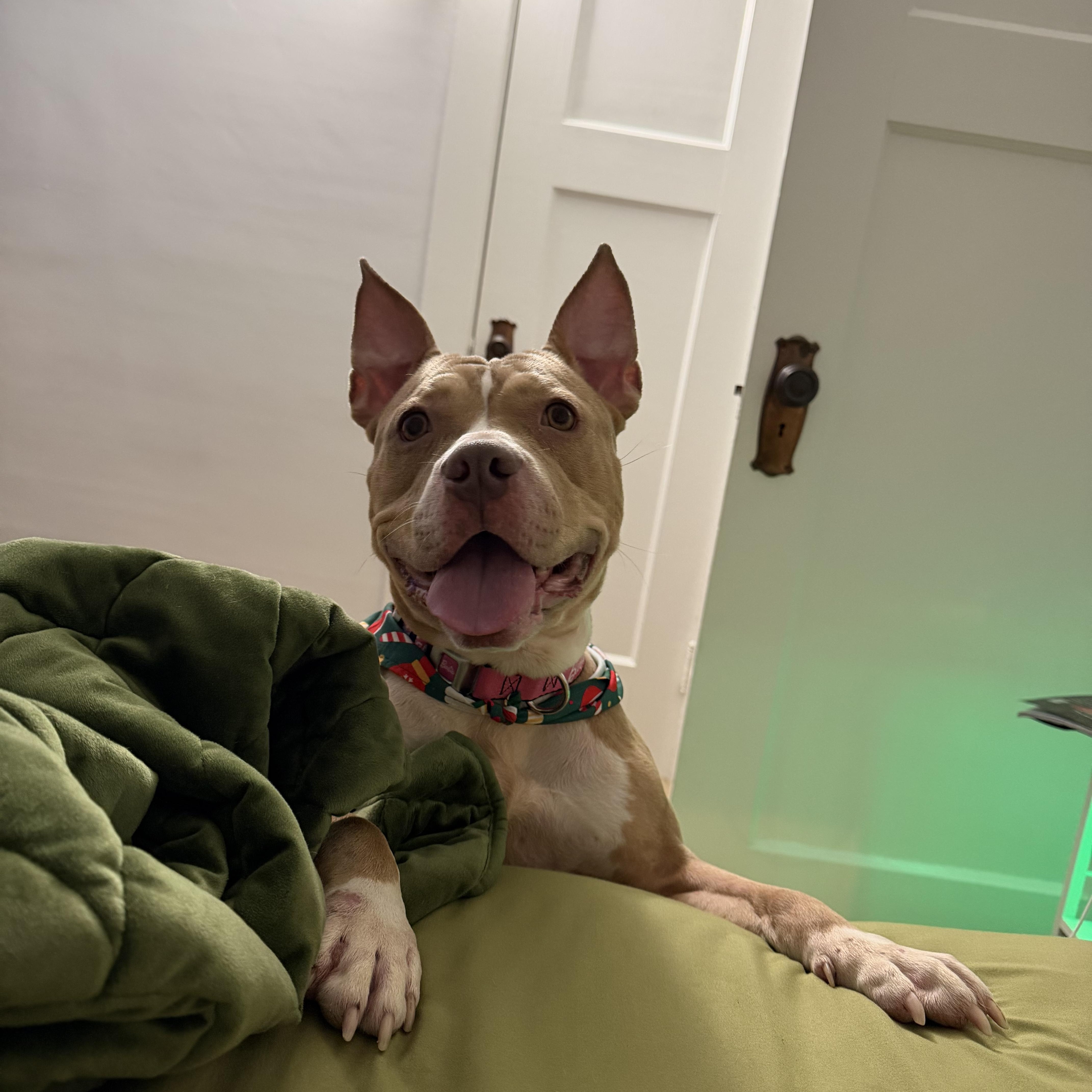 Enlarge Alphie <courtesy post>, an adoptable mixed breed in Buffalo, NY image 3/6