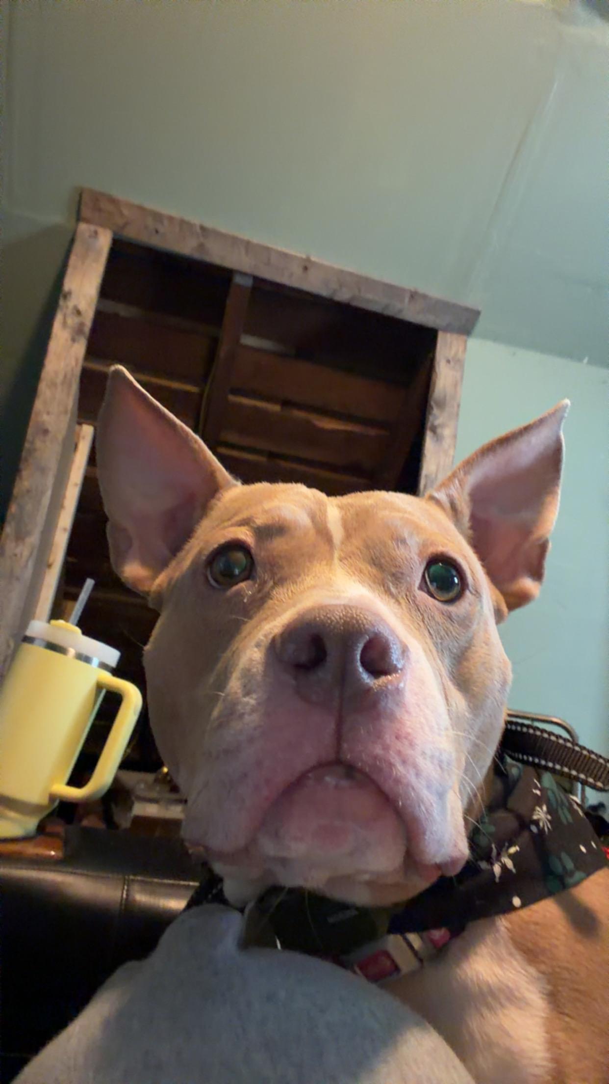 Enlarge Alphie <courtesy post>, an adoptable mixed breed in Buffalo, NY image 2/6