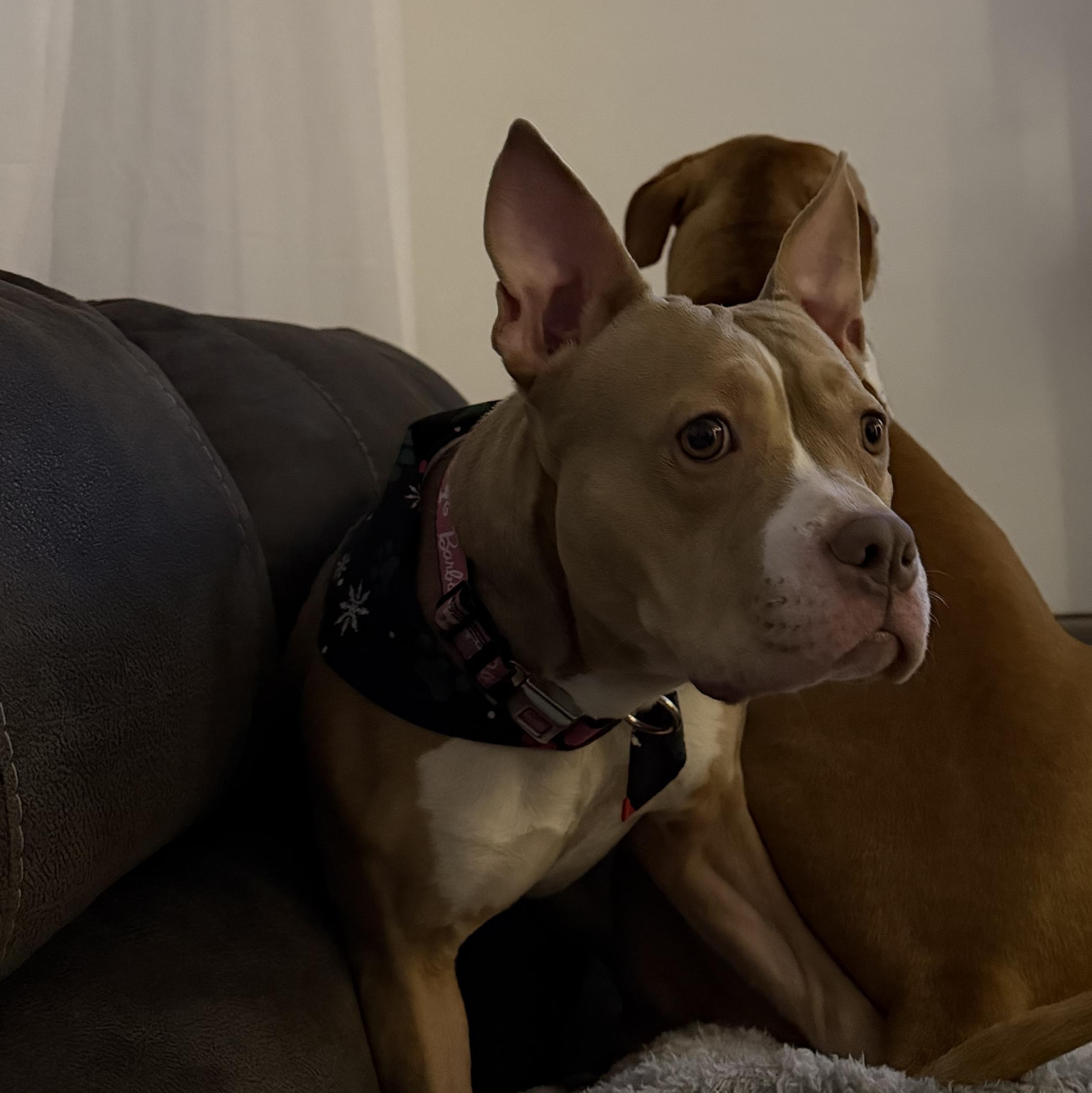 Enlarge Alphie <courtesy post>, an adoptable mixed breed in Buffalo, NY image 5/6