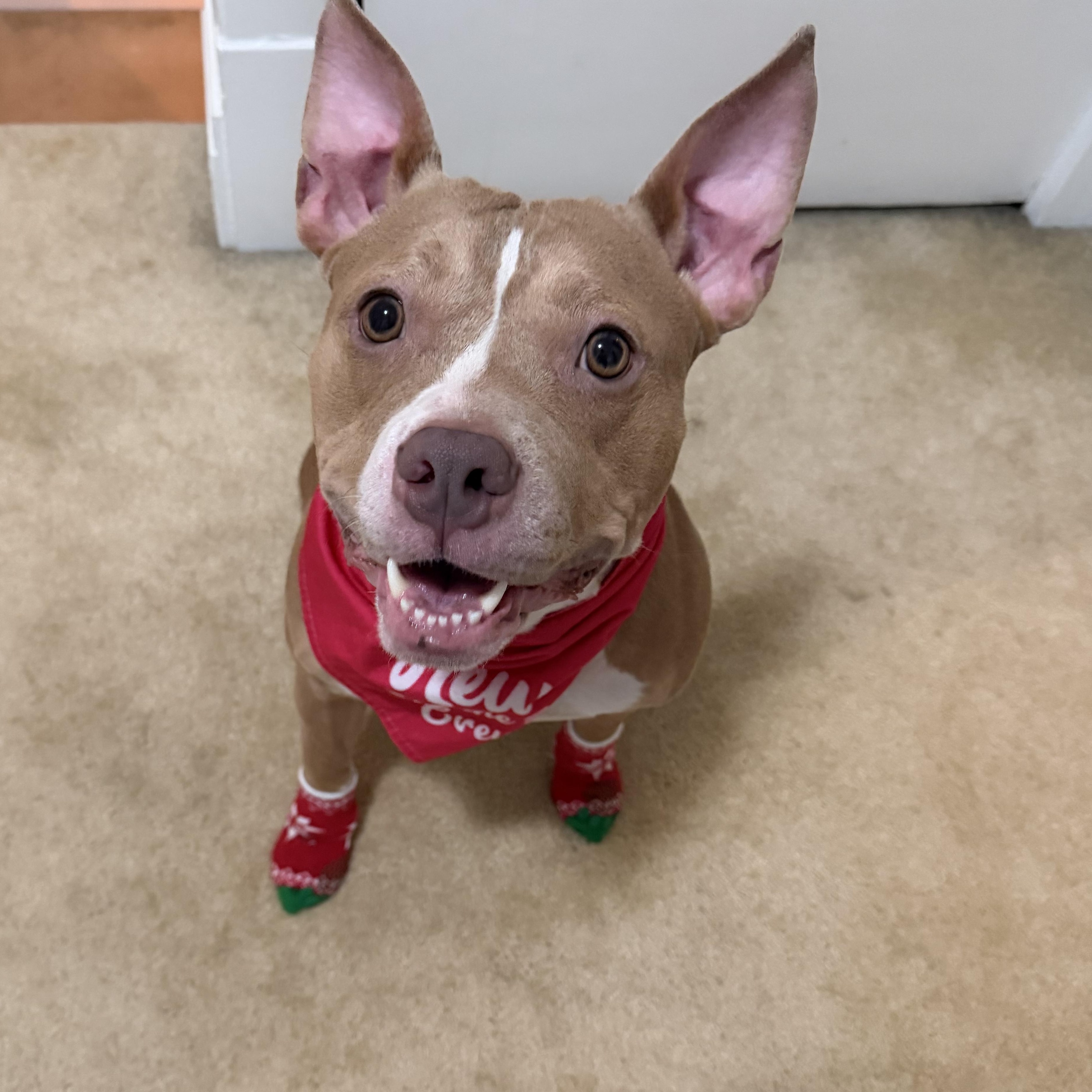 Enlarge Alphie <courtesy post>, an adoptable mixed breed in Buffalo, NY image 6/6