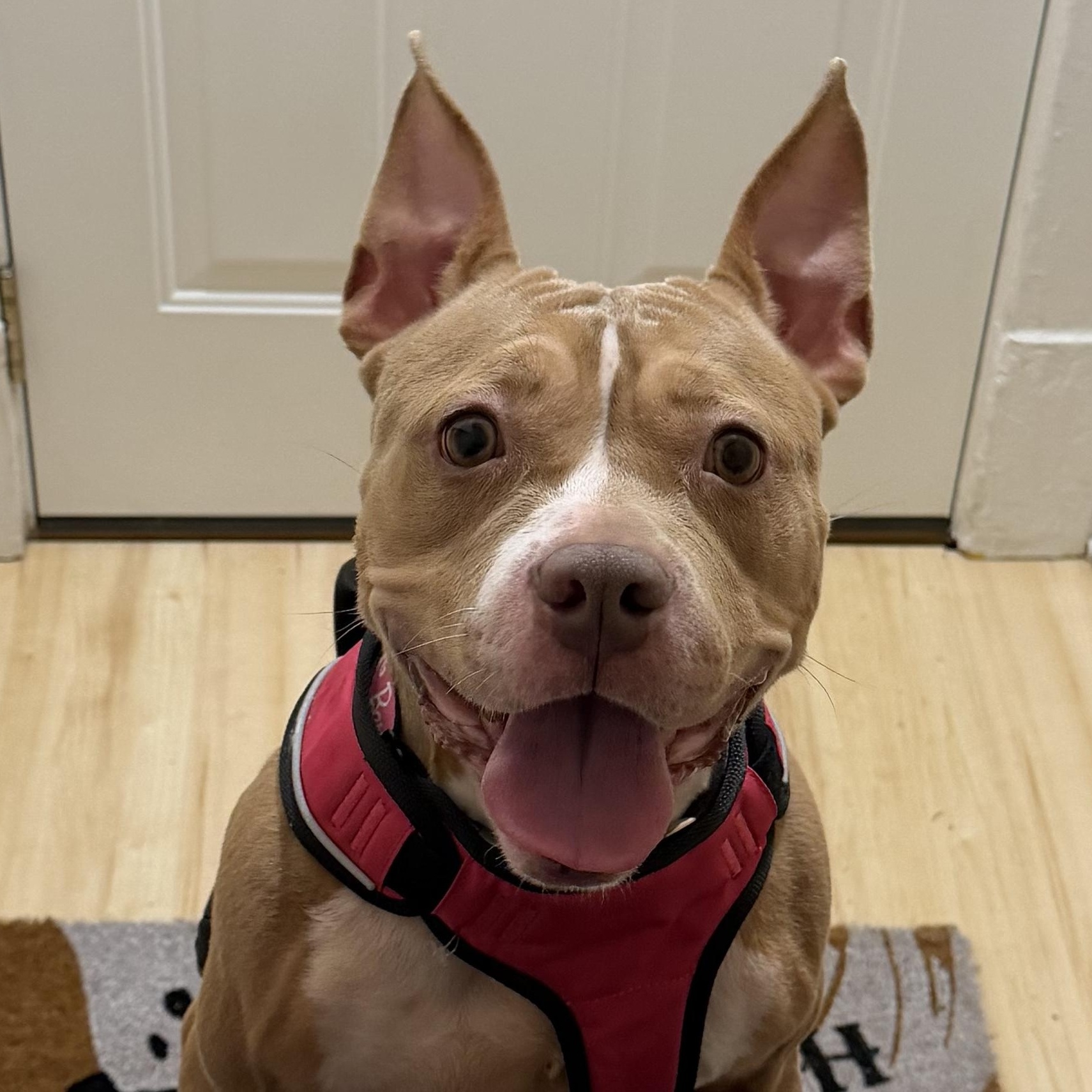 Enlarge Alphie <courtesy post>, an adoptable mixed breed in Buffalo, NY image 1/6