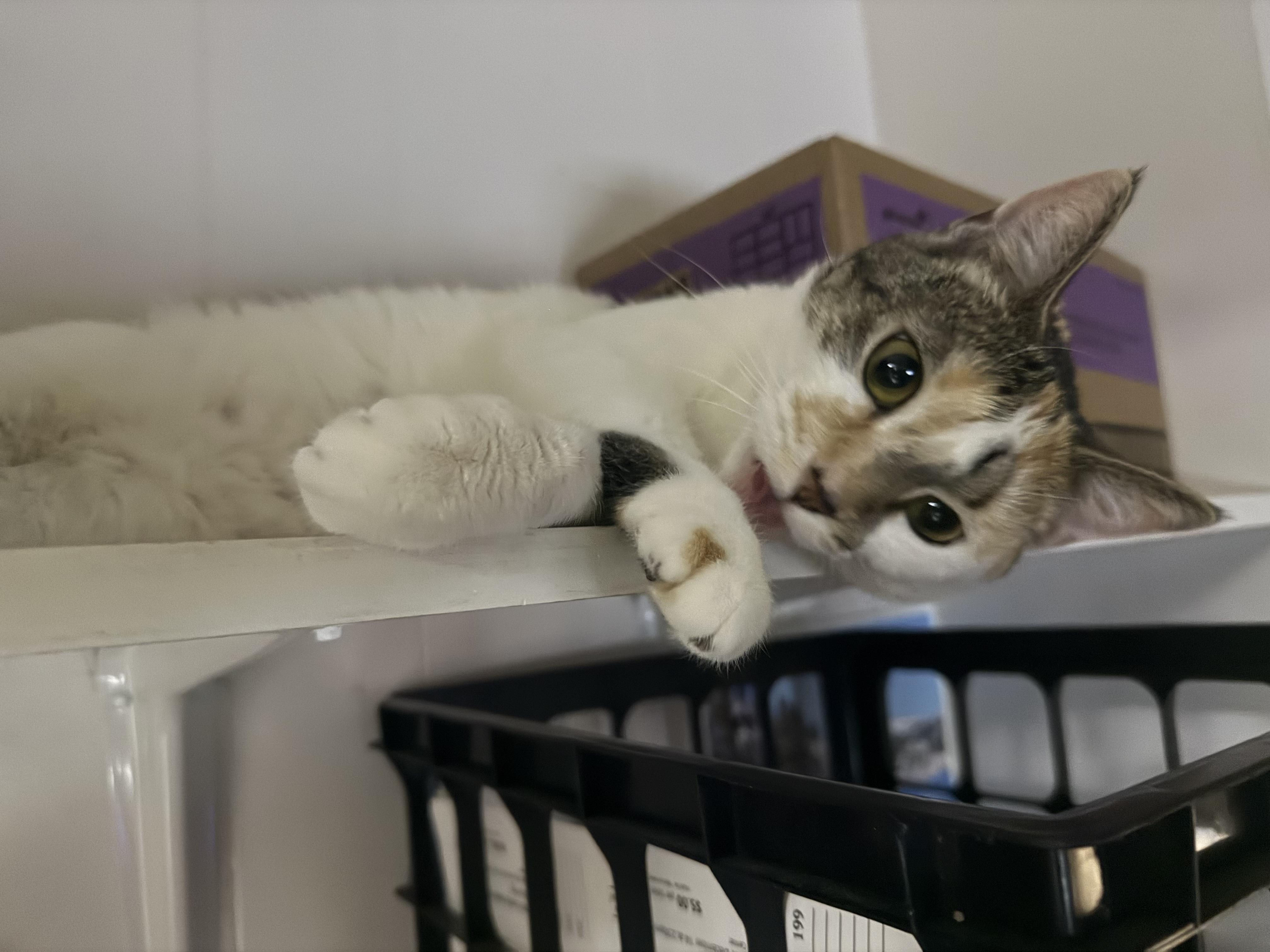 Enlarge Mackenzie, a Adoptable Domestic Short Hair in Satellite Beach, FL image 2/5