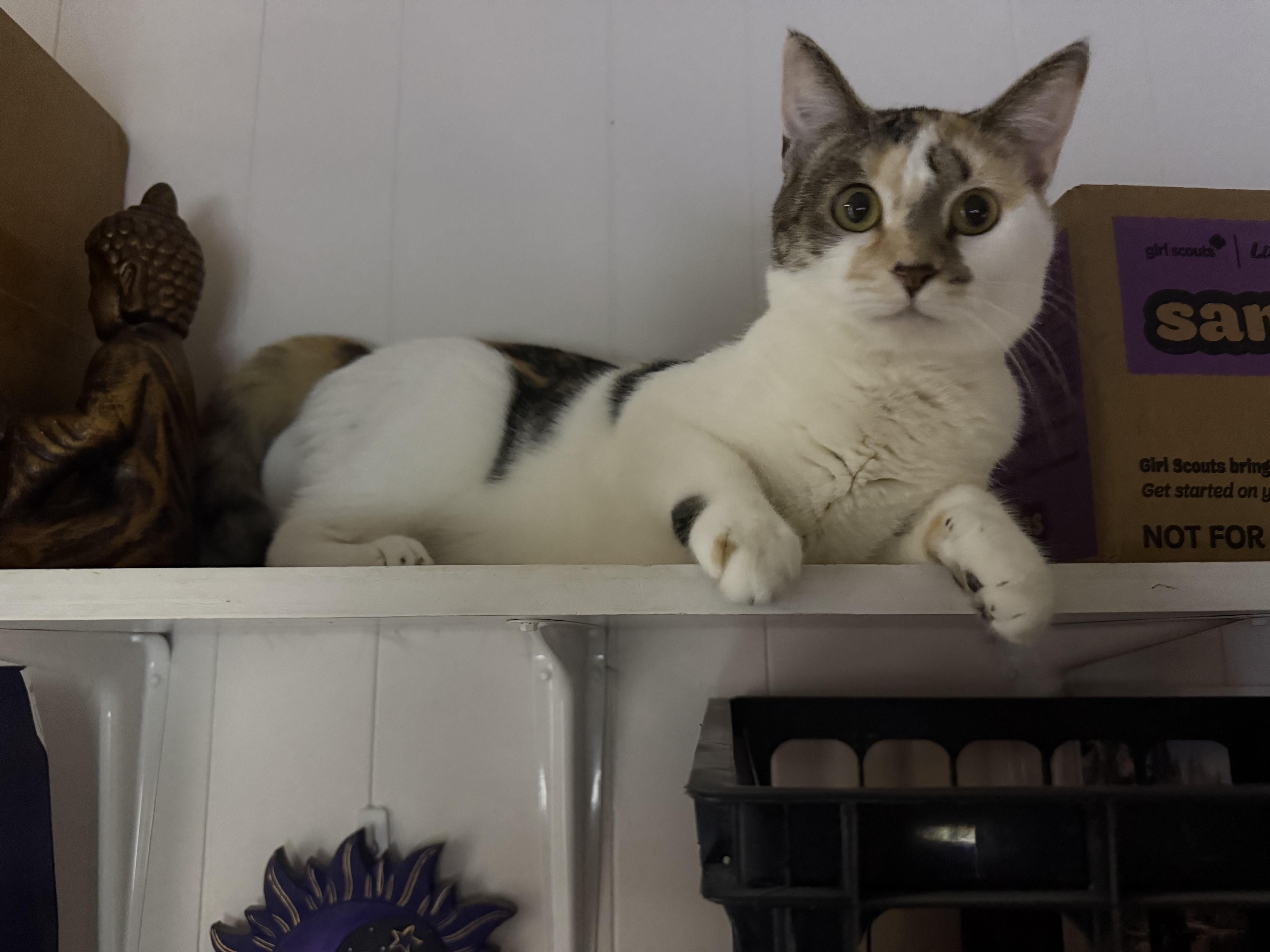 Enlarge Mackenzie, a Adoptable Domestic Short Hair in Satellite Beach, FL image 3/5