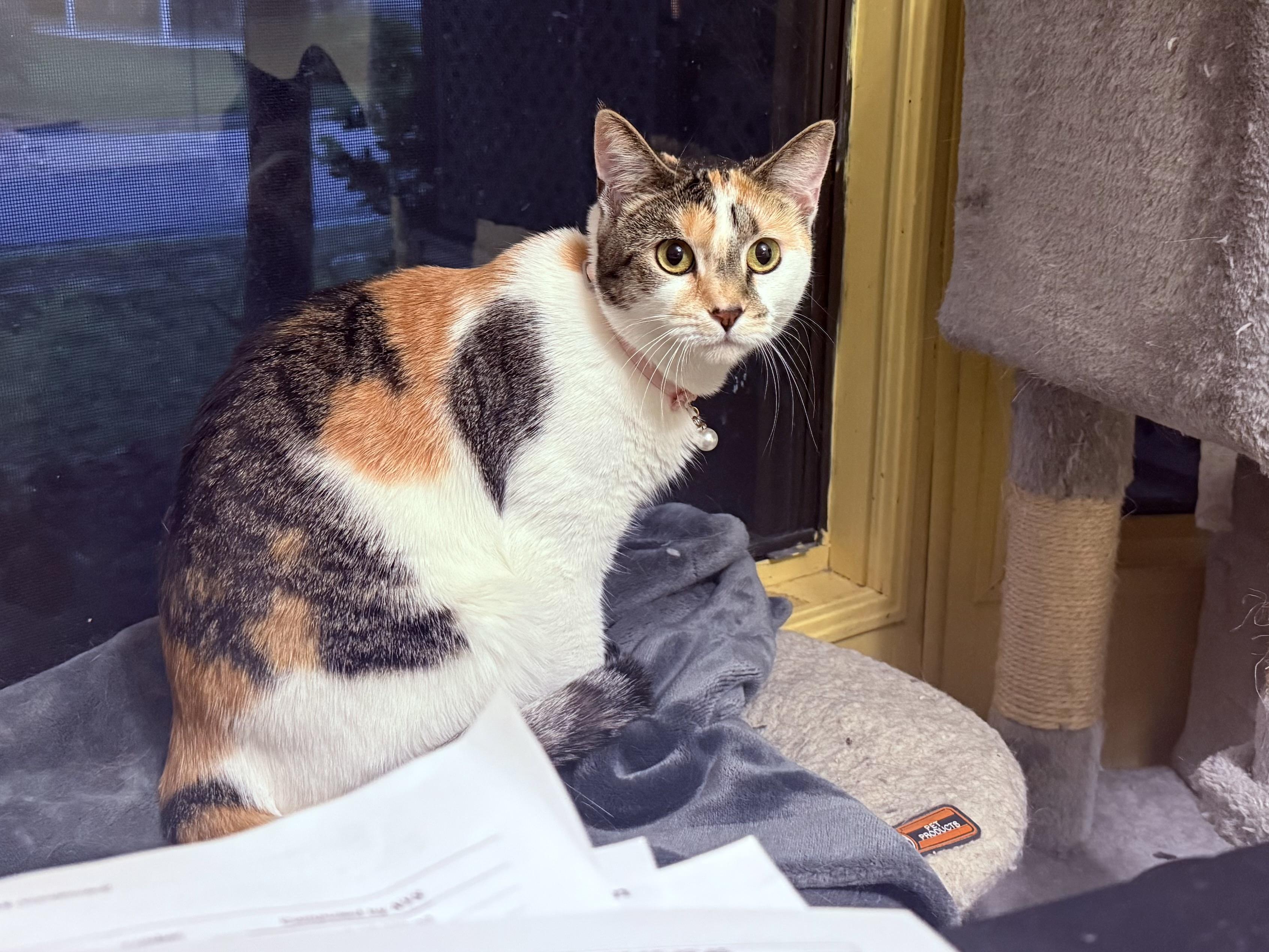 Enlarge Mackenzie, a Adoptable Domestic Short Hair in Satellite Beach, FL image 4/5