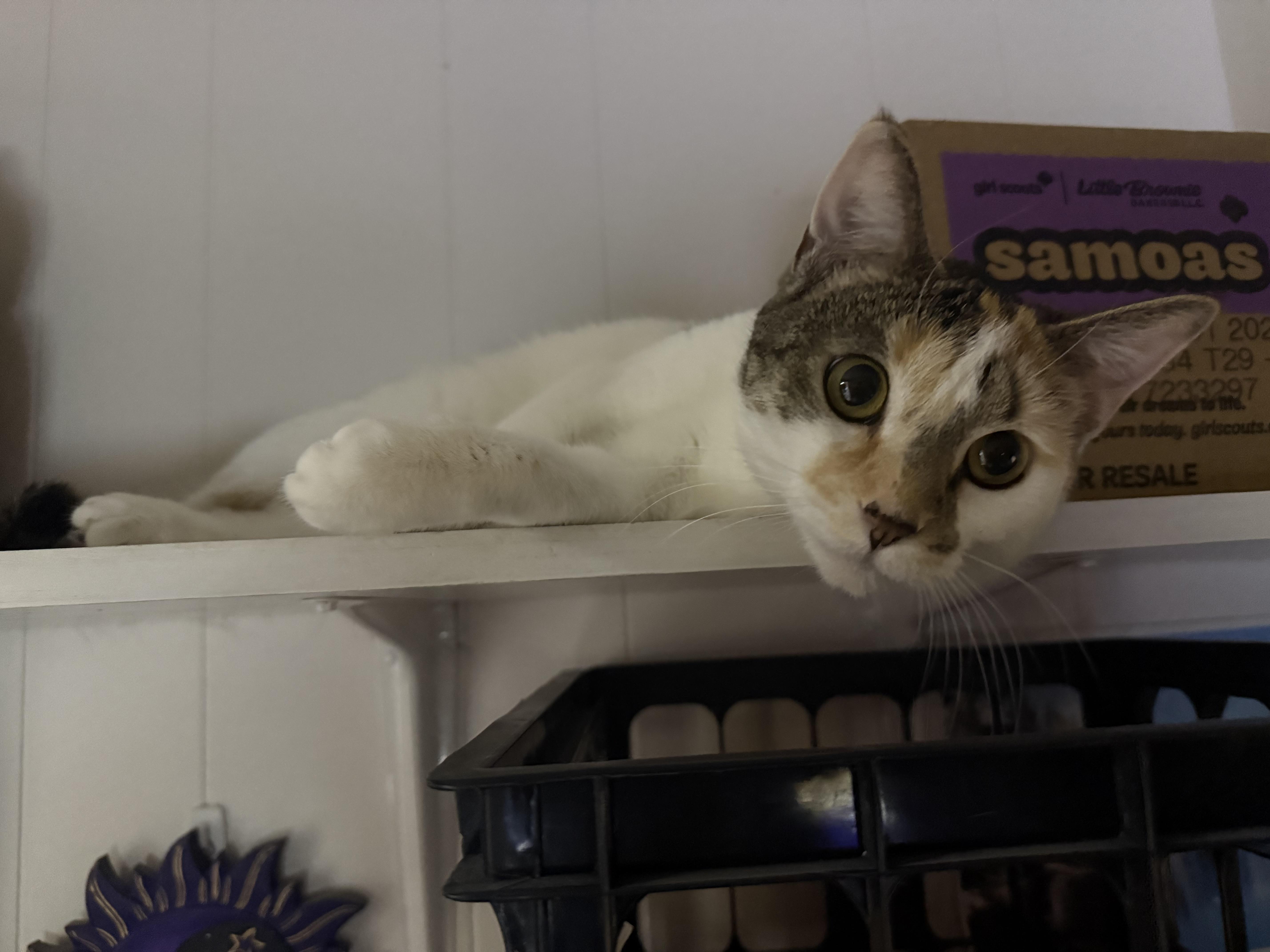Enlarge Mackenzie, a Adoptable Domestic Short Hair in Satellite Beach, FL image 5/5