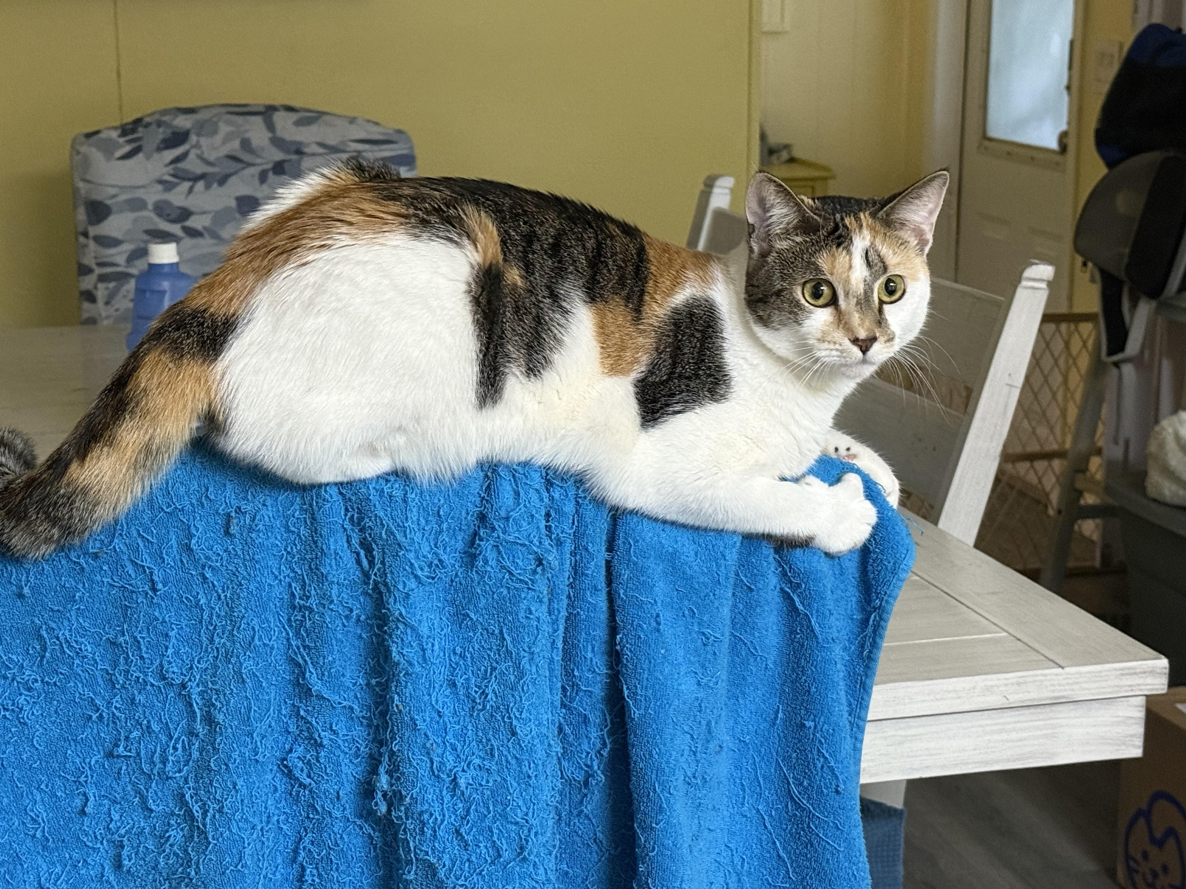 Enlarge Mackenzie, a Adoptable Domestic Short Hair in Satellite Beach, FL image 1/5