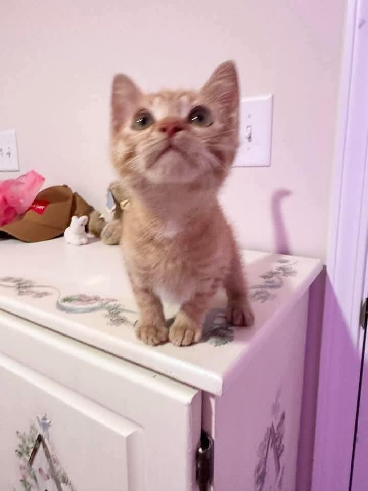 Big Mac, Baby Male Domestic Short Hair