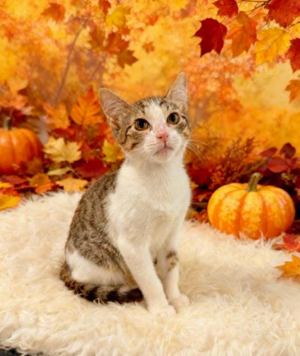 Enlarge Pugsley, a Adoptable Domestic Short Hair in Tehachapi, CA image 1/1