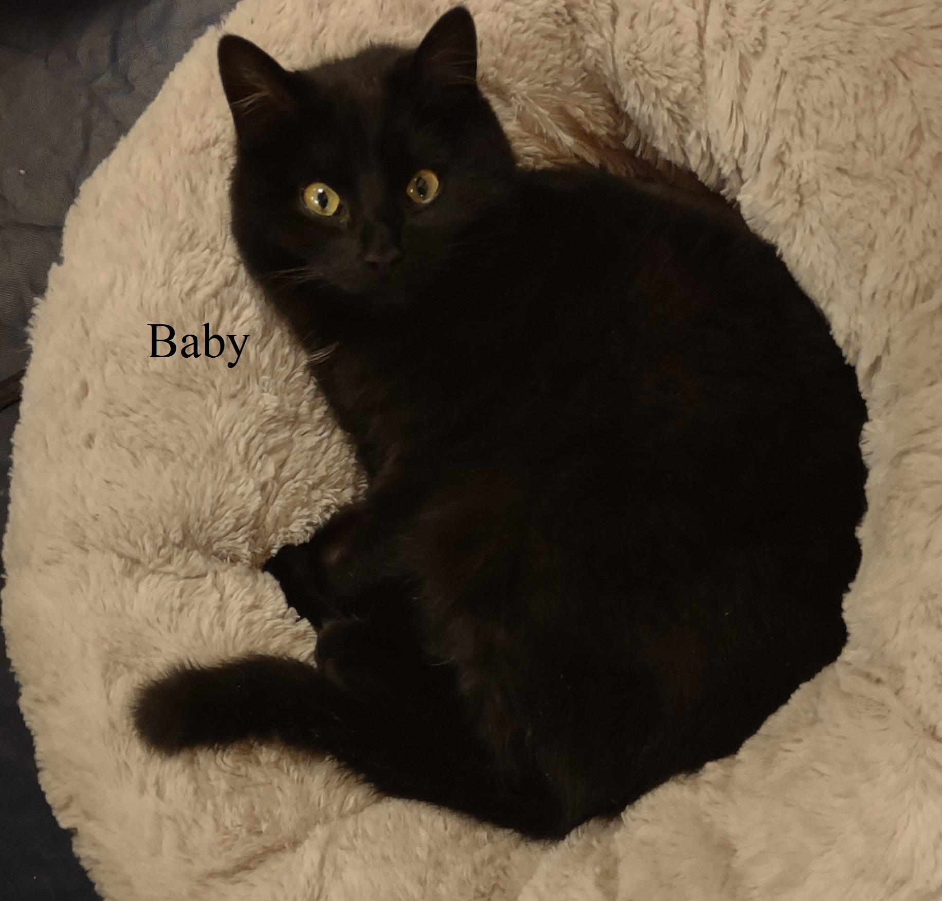 Baby, a ADOPTABLE Domestic Short Hair in Montour Falls, NY image 1/2