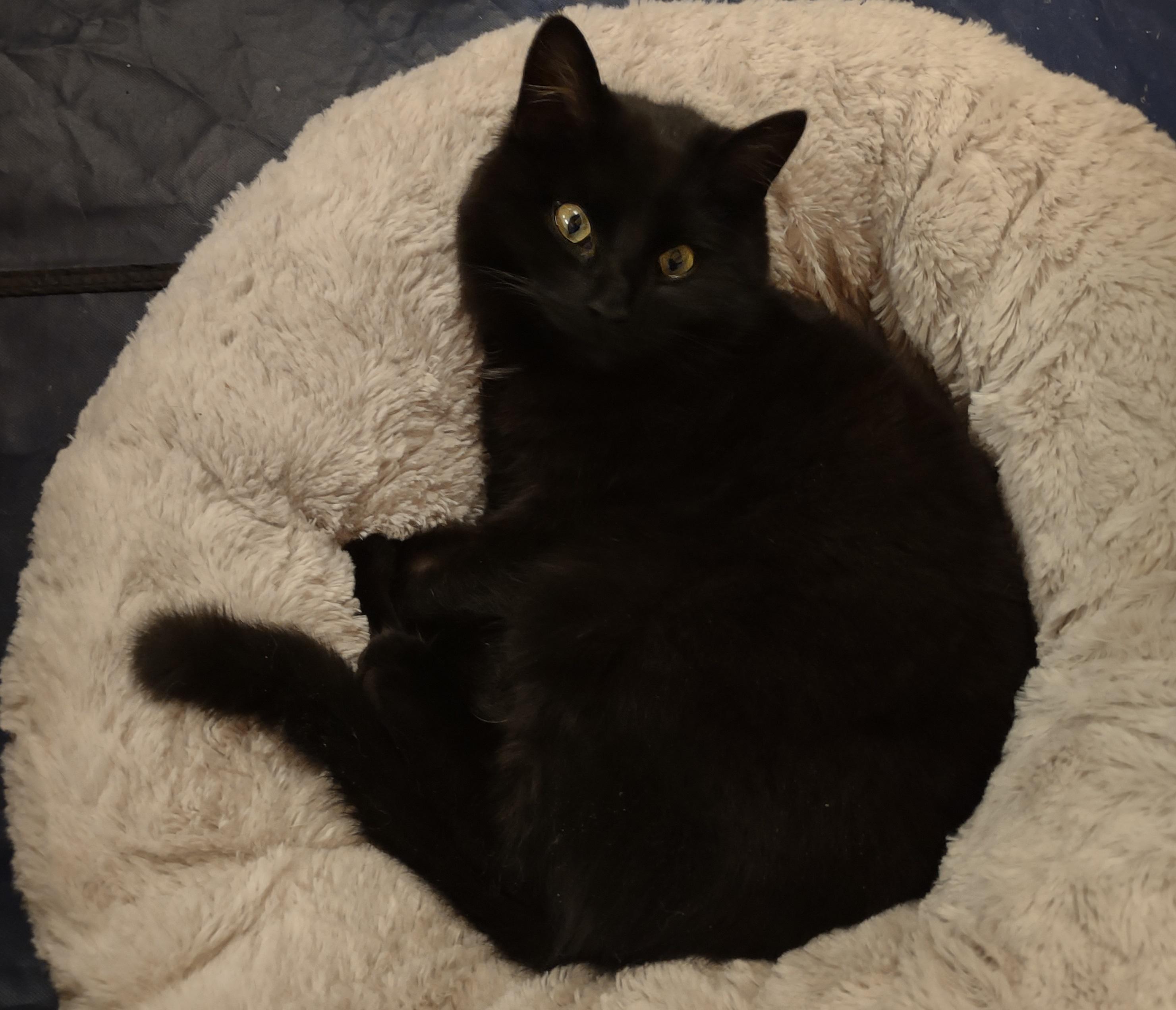 Baby, a ADOPTABLE Domestic Short Hair in Montour Falls, NY image 2/2