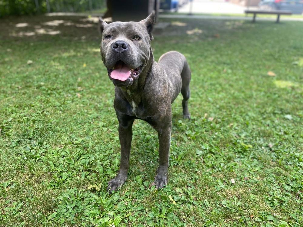 Tessa, Adoptable, Adult Female Cane Corso.