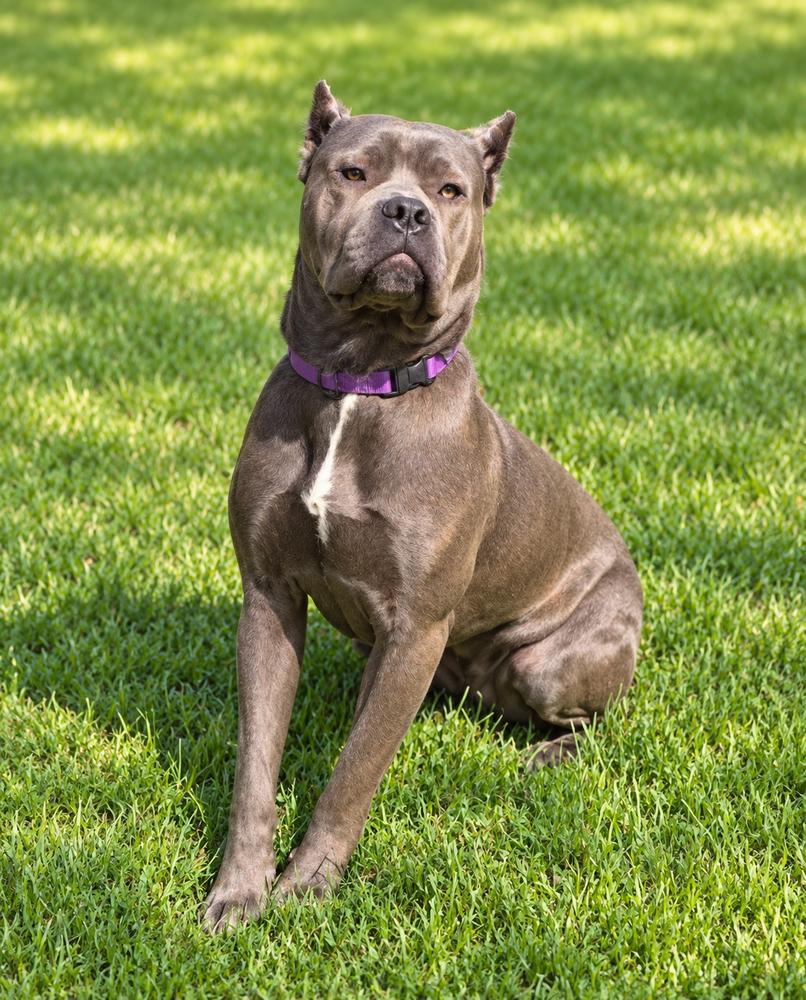 Enlarge Tessa, a Adoptable Cane Corso in Oakland, MI image 2/6