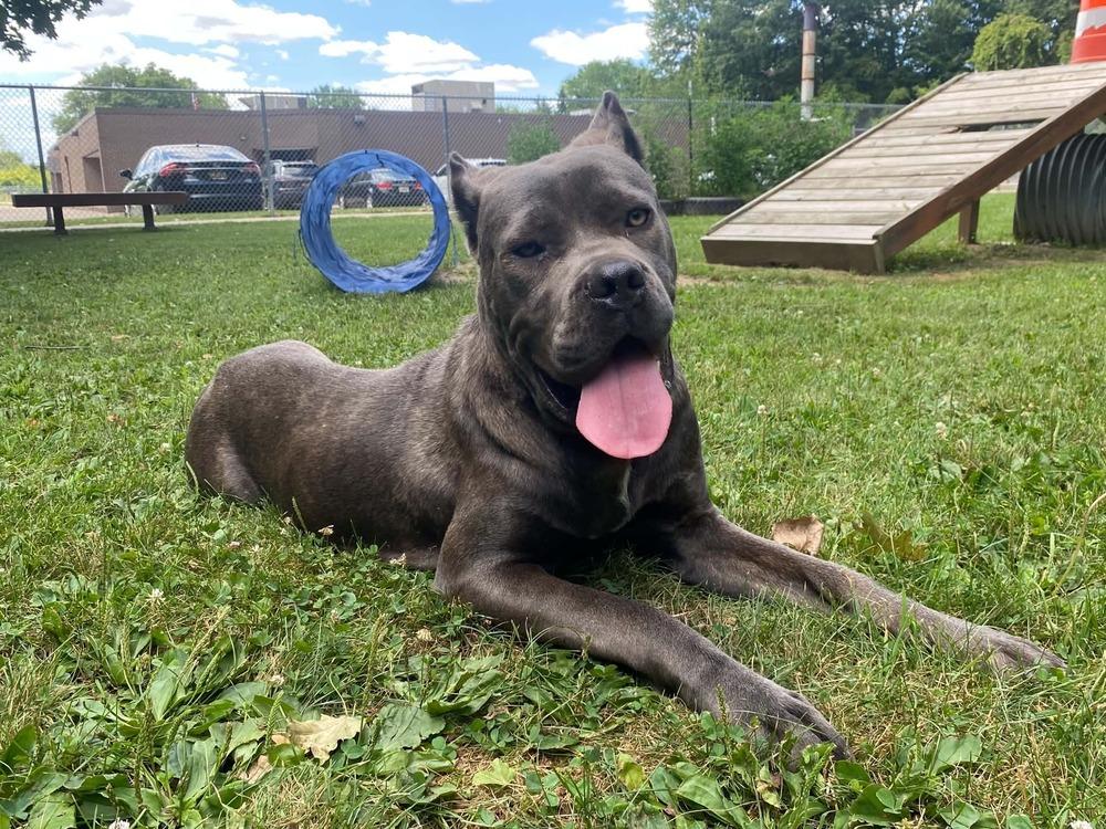 Tessa, a Adoptable Cane Corso in Oakland, MI image 2/2