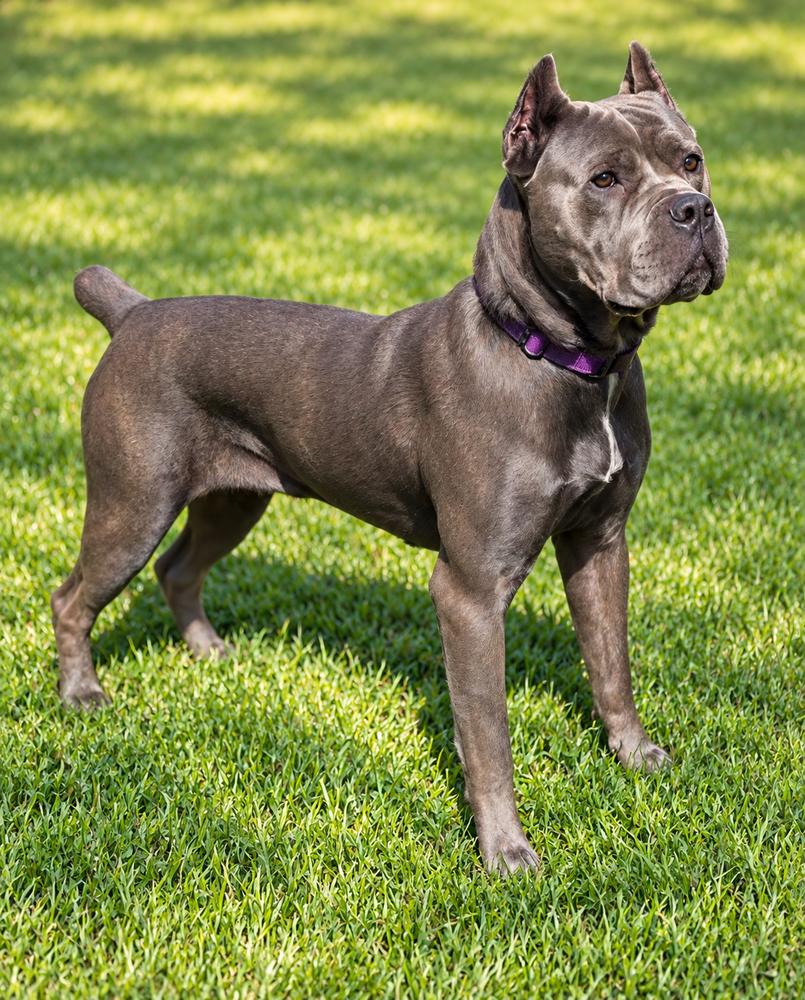 Enlarge Tessa, a Adoptable Cane Corso in Oakland, MI image 4/6