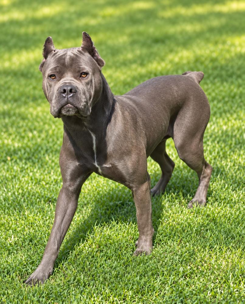 Enlarge Tessa, a Adoptable Cane Corso in Oakland, MI image 5/6