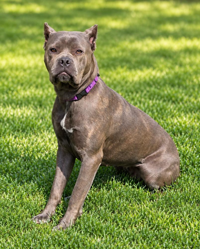 Enlarge Tessa, a Adoptable Cane Corso in Oakland, MI image 6/6