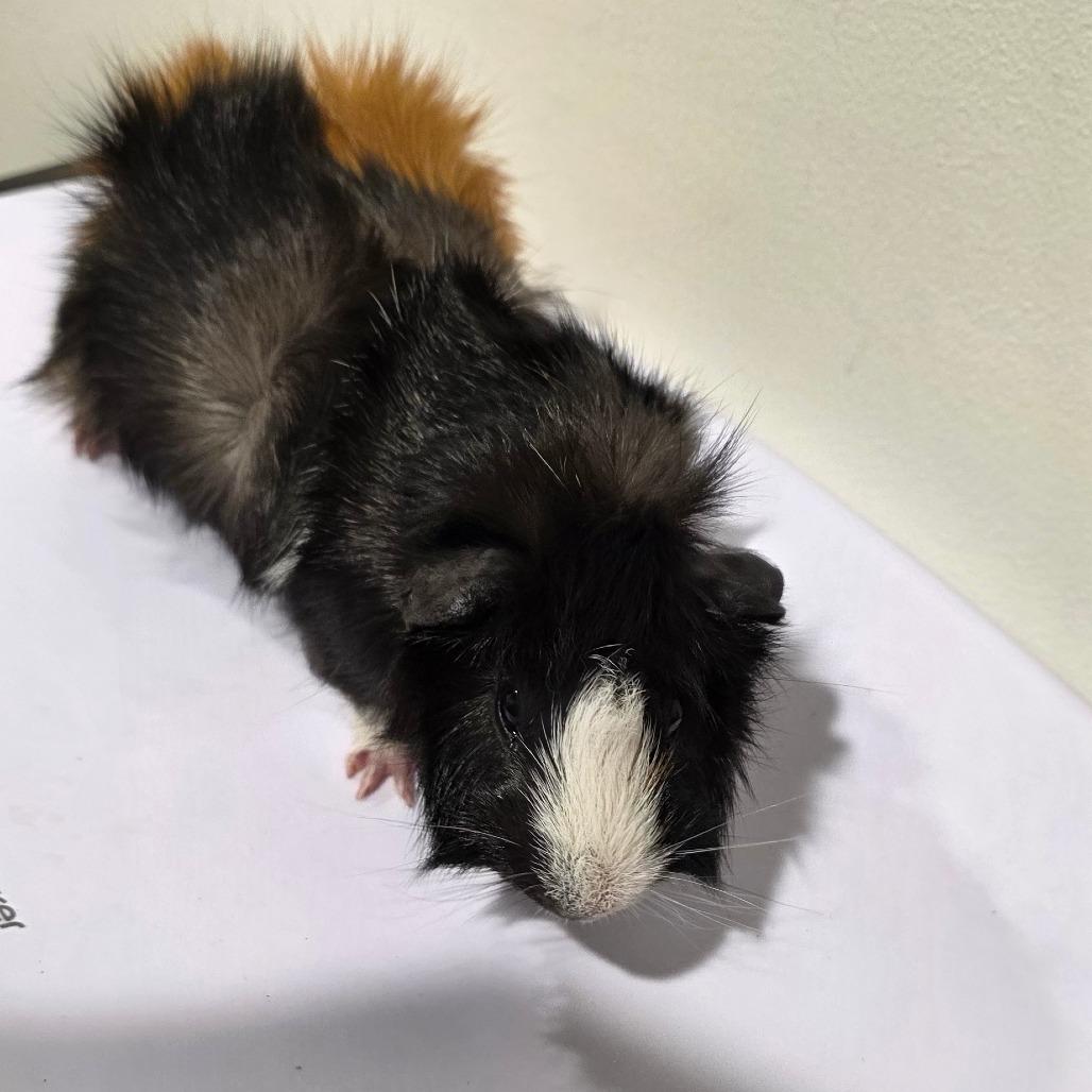 Herbert, a Adoptable mixed breed in Clearwater, FL image 1/2