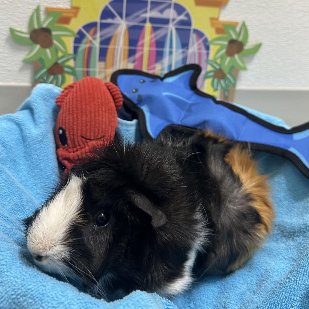 Herbert, a Adoptable mixed breed in Clearwater, FL image 2/2