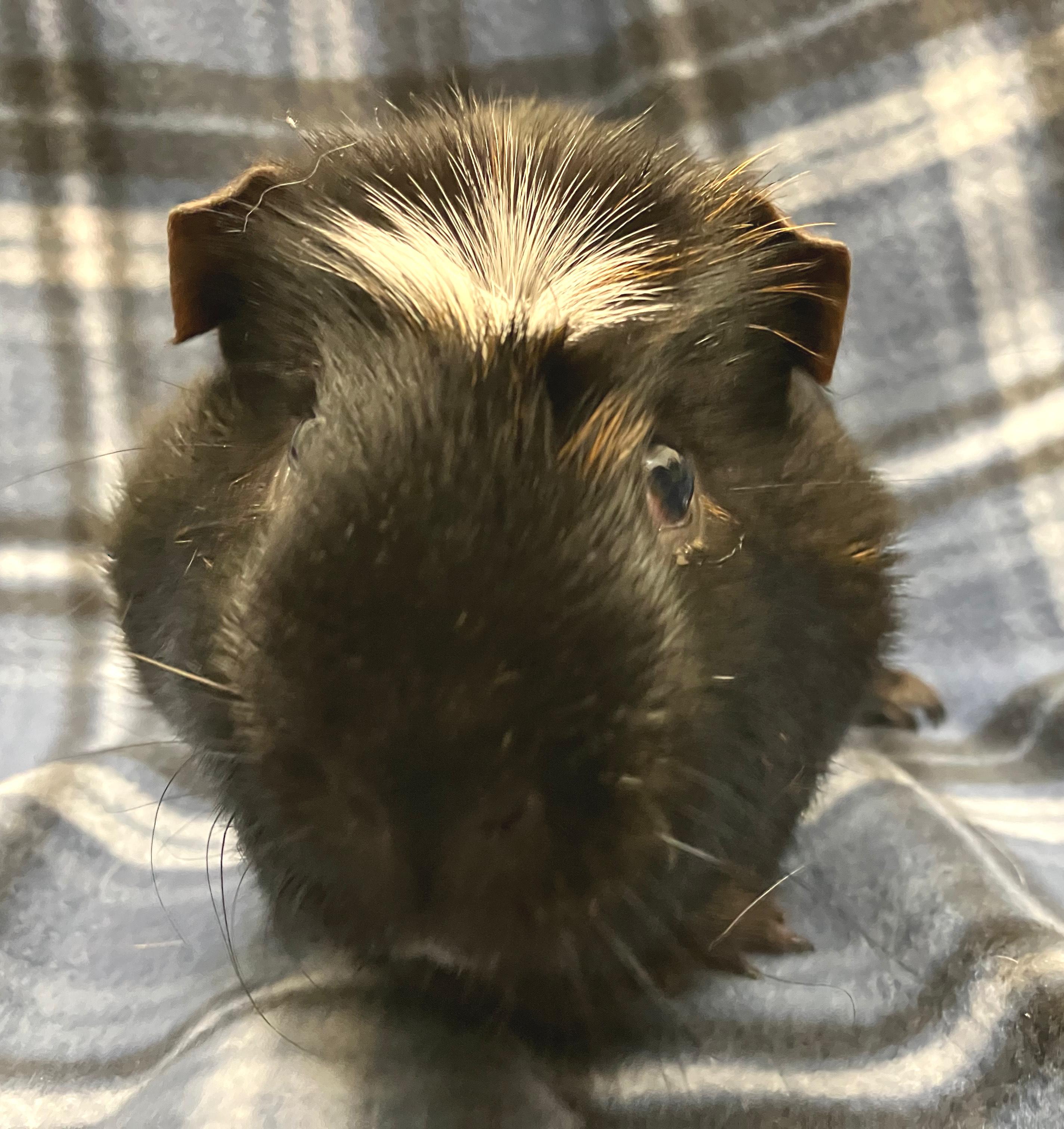 Percy, an adopted Guinea Pig in Oshkosh, WI image 3/3