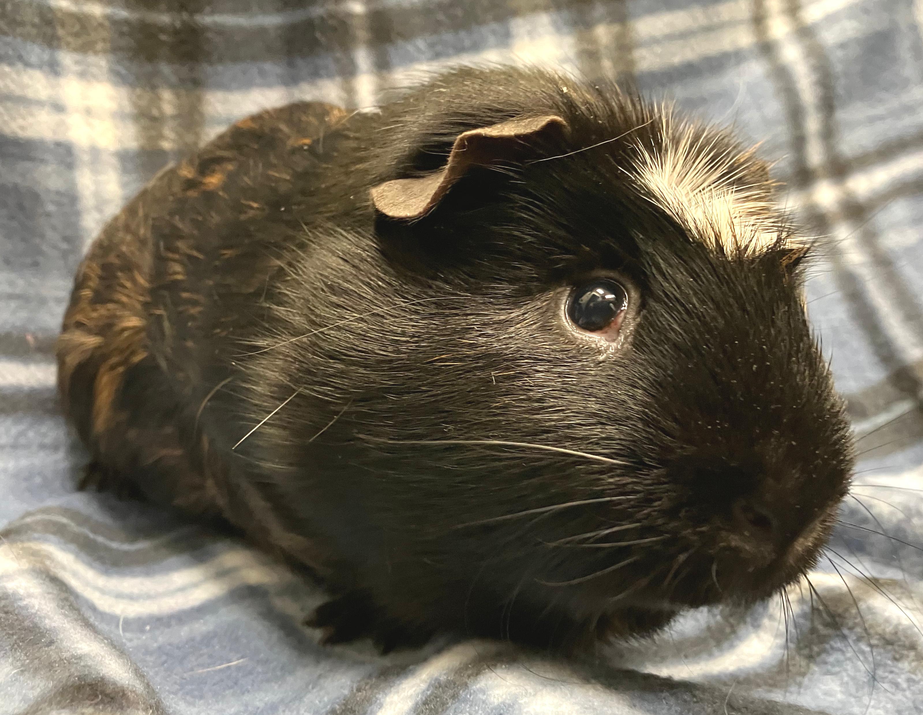 Percy, an adopted Guinea Pig in Oshkosh, WI image 1/3