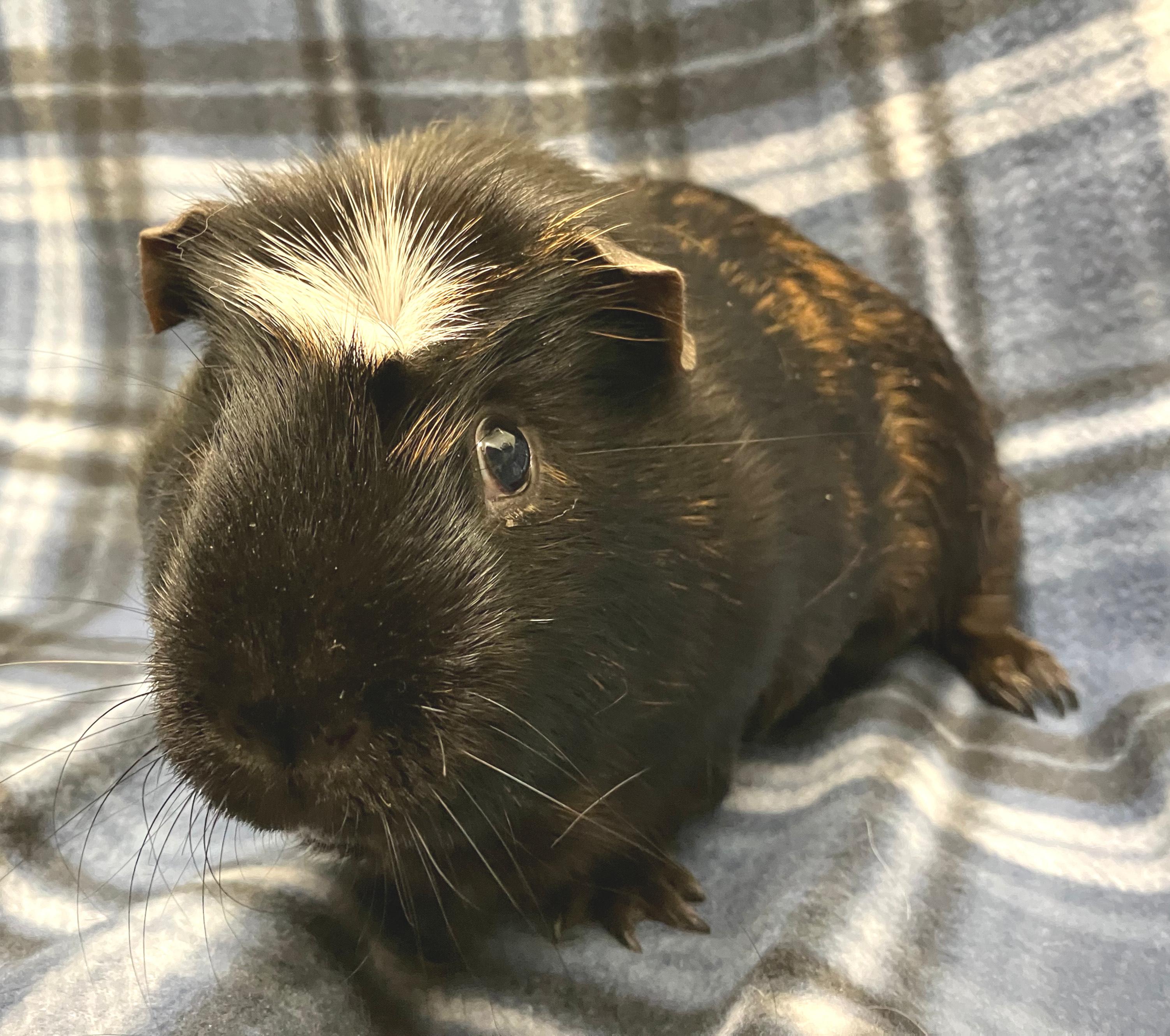 Percy, an adopted Guinea Pig in Oshkosh, WI image 2/3