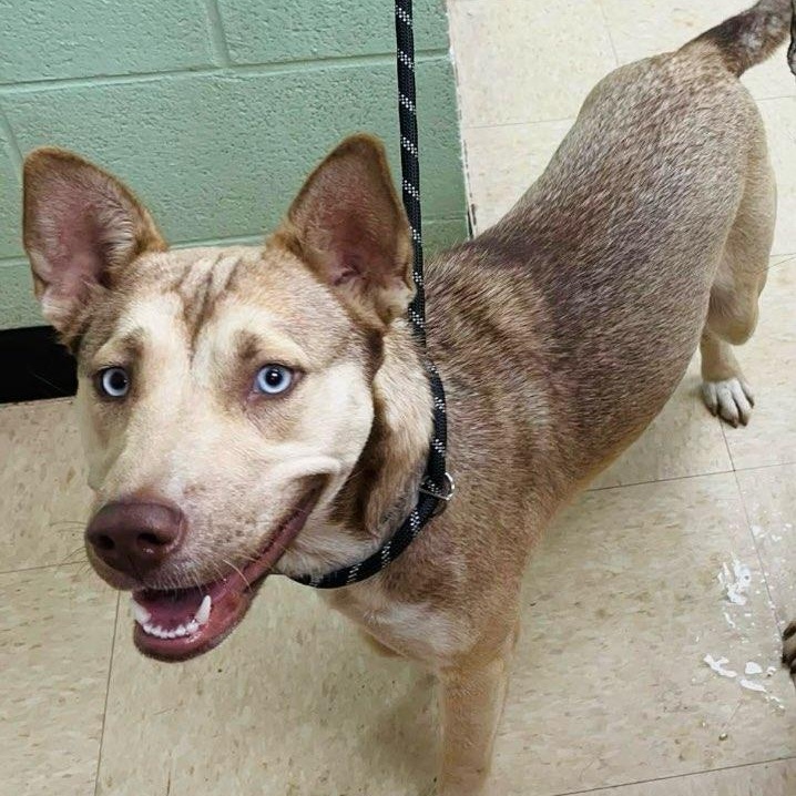 Enlarge Aurora, a Adoptable mixed breed in Martinsville, VA image 3/4