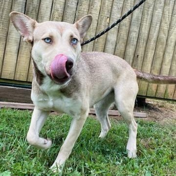 Enlarge Aurora, a Adoptable mixed breed in Martinsville, VA image 1/4
