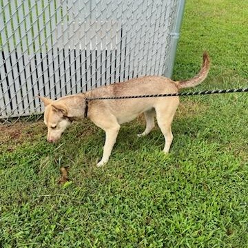 Enlarge Aurora, a Adoptable mixed breed in Martinsville, VA image 4/4