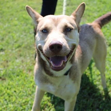 Enlarge Aurora, a Adoptable mixed breed in Martinsville, VA image 2/4
