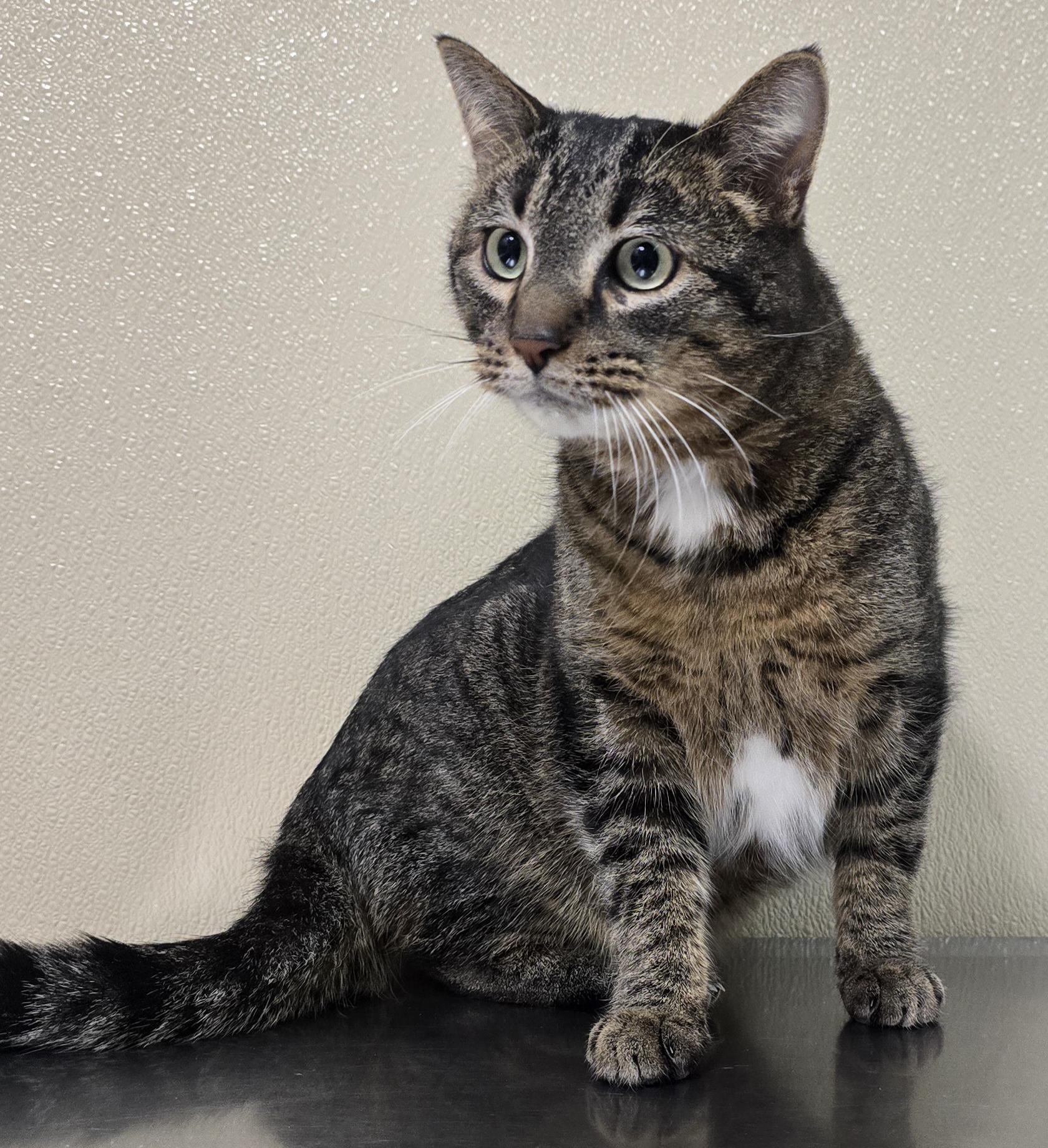 Enlarge Franklin, an adoptable mixed breed in Brainerd, MN image 1/1