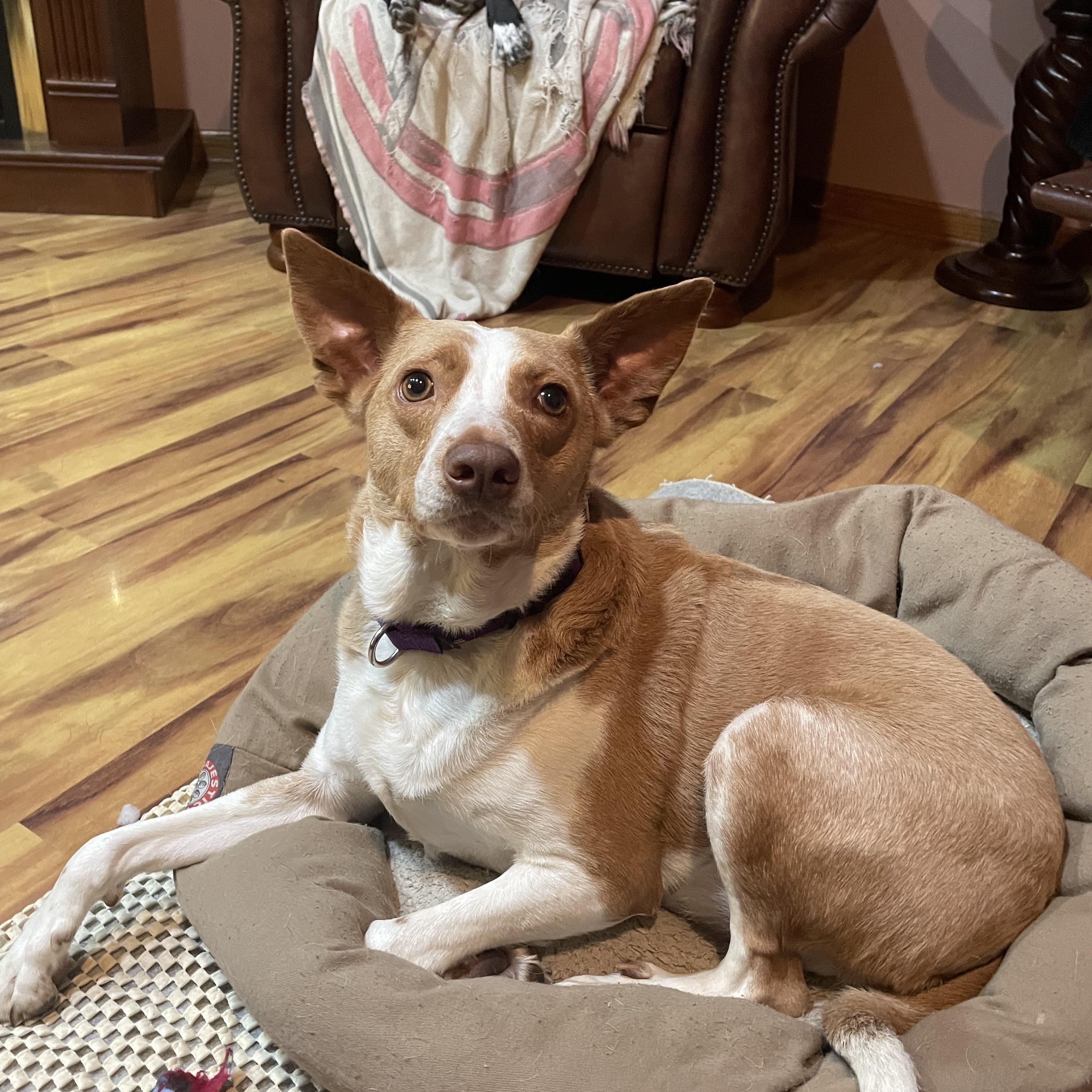 Kermit, Adoptable, Young Male Terrier.