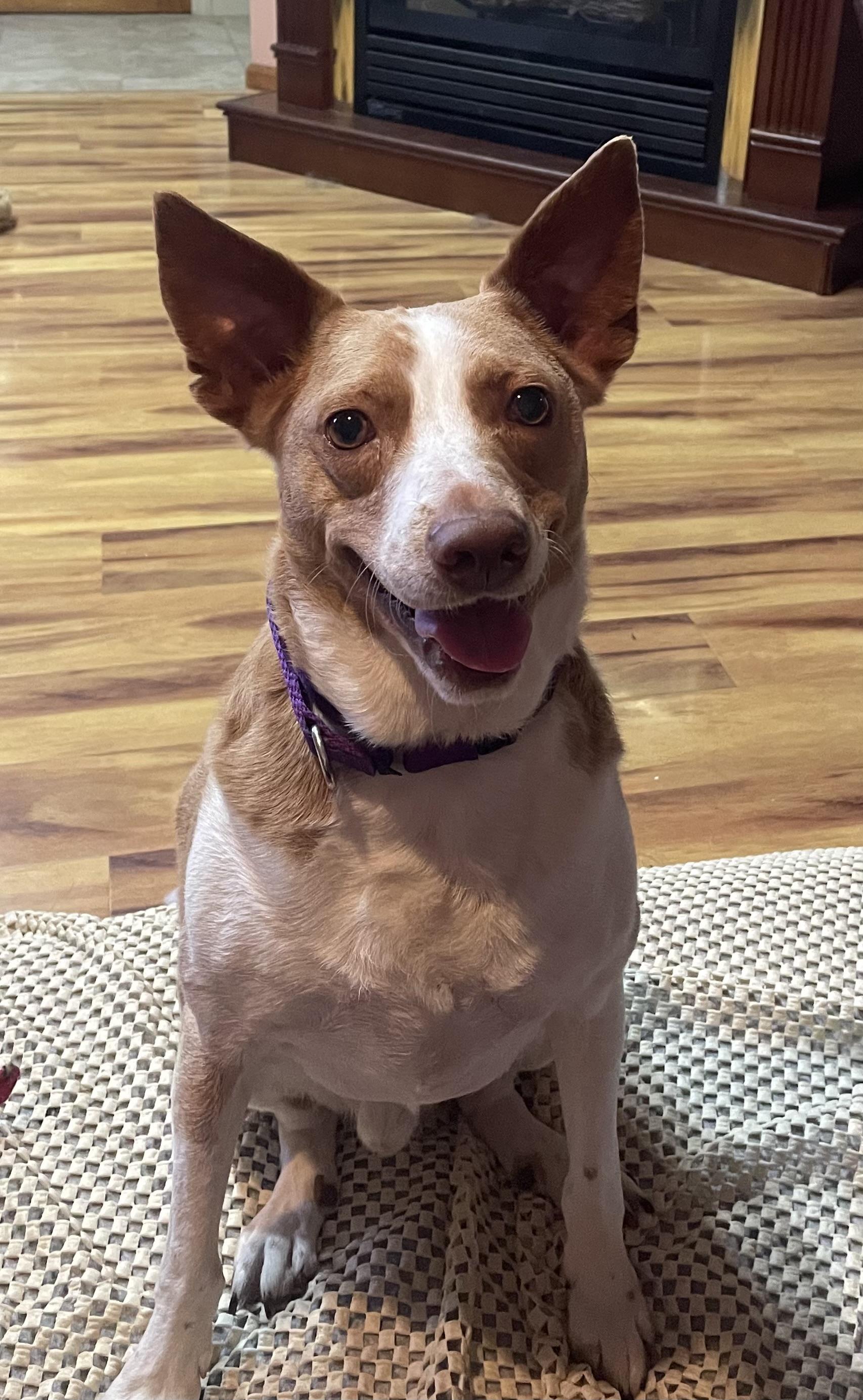 Kermit, an adopted mixed breed in East Brunswick, NJ image 3/4