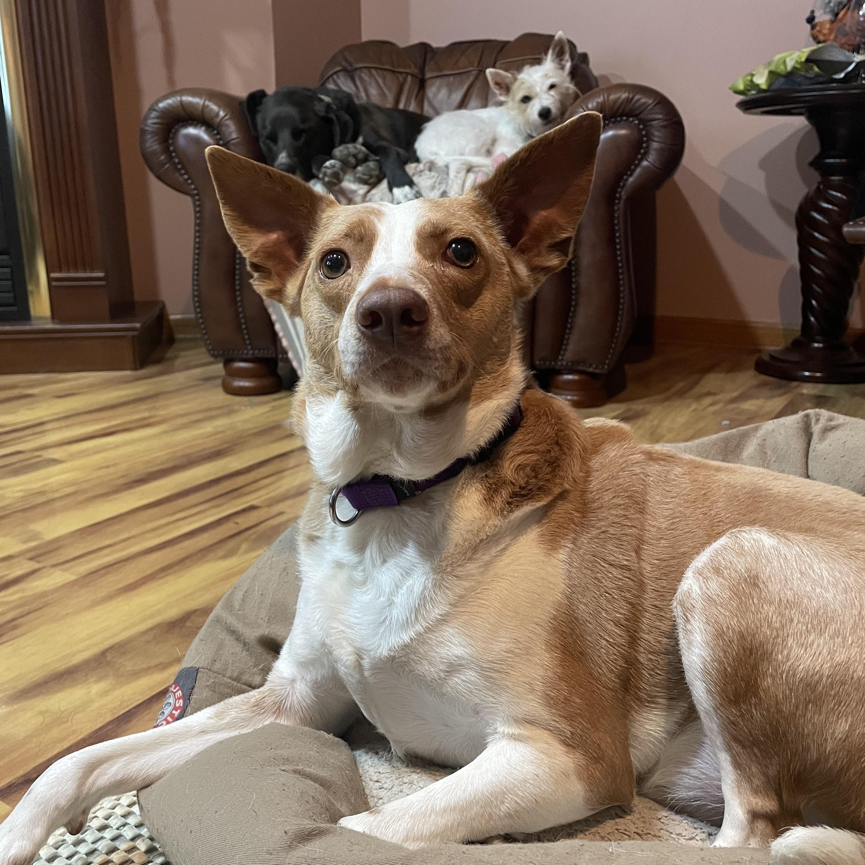 Kermit, an adopted mixed breed in East Brunswick, NJ image 1/4